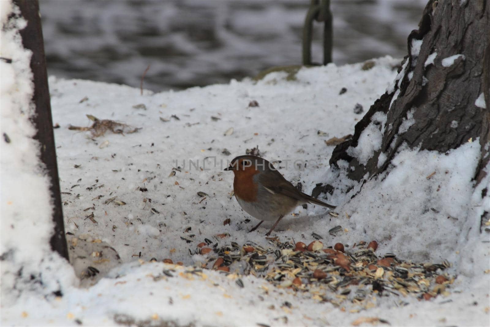A little robin sits on a grey snow-covered ground near bird food