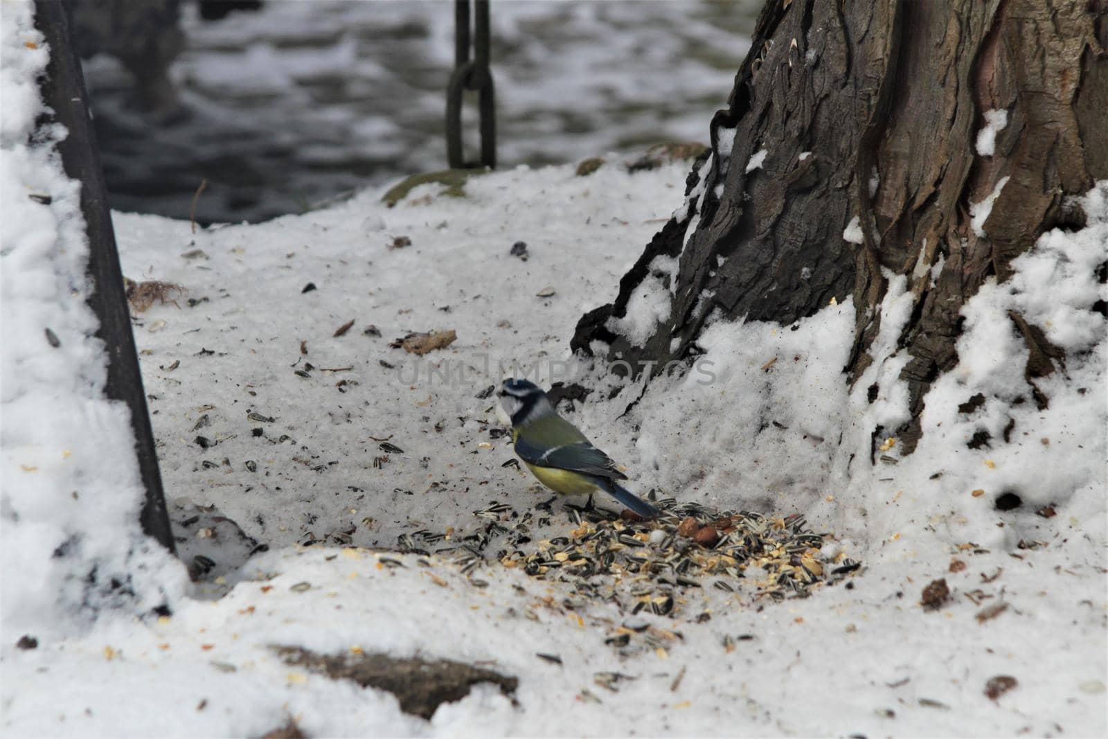 A little blue tit sits on a grey snow-covered ground near bird food