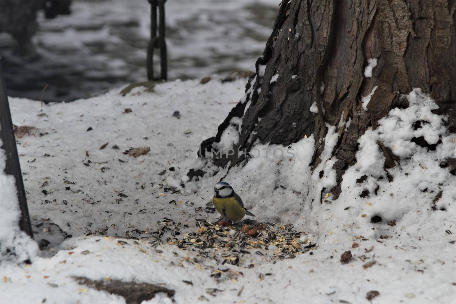 A little blue tit sits on a grey snow-covered ground near bird food