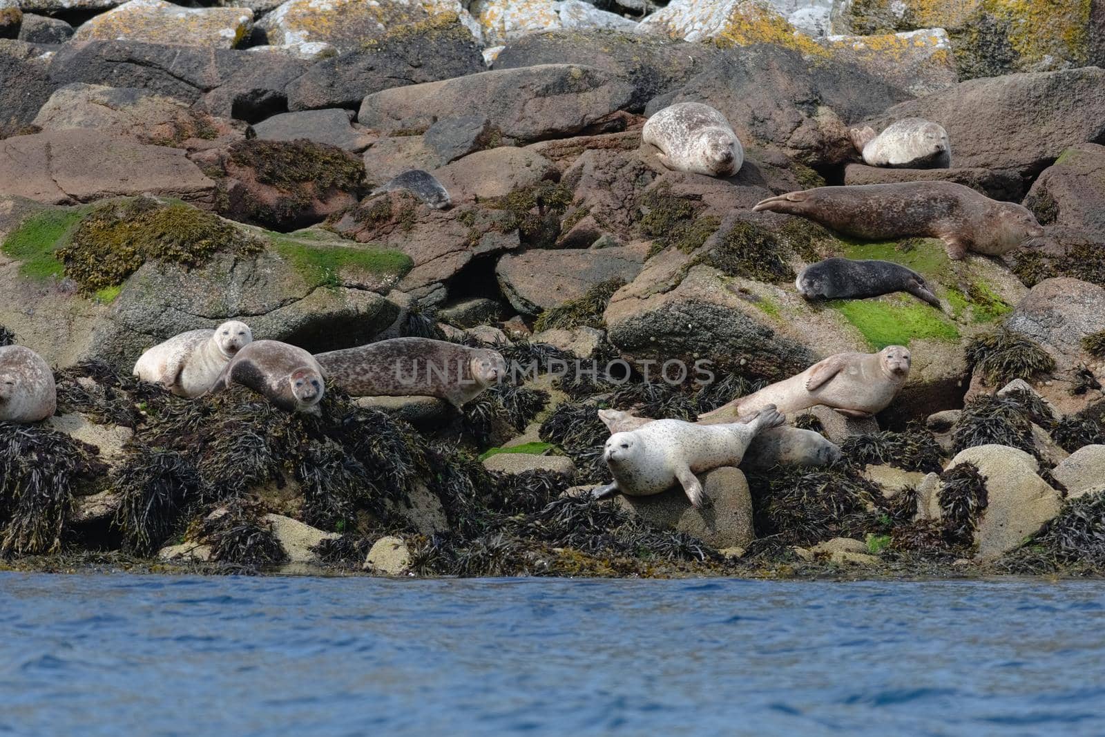 Fat seals group together whilst sunbathing on a rocky island of boulders. Unaltered scottish wildlife near the shores of the isle of raasay in summer