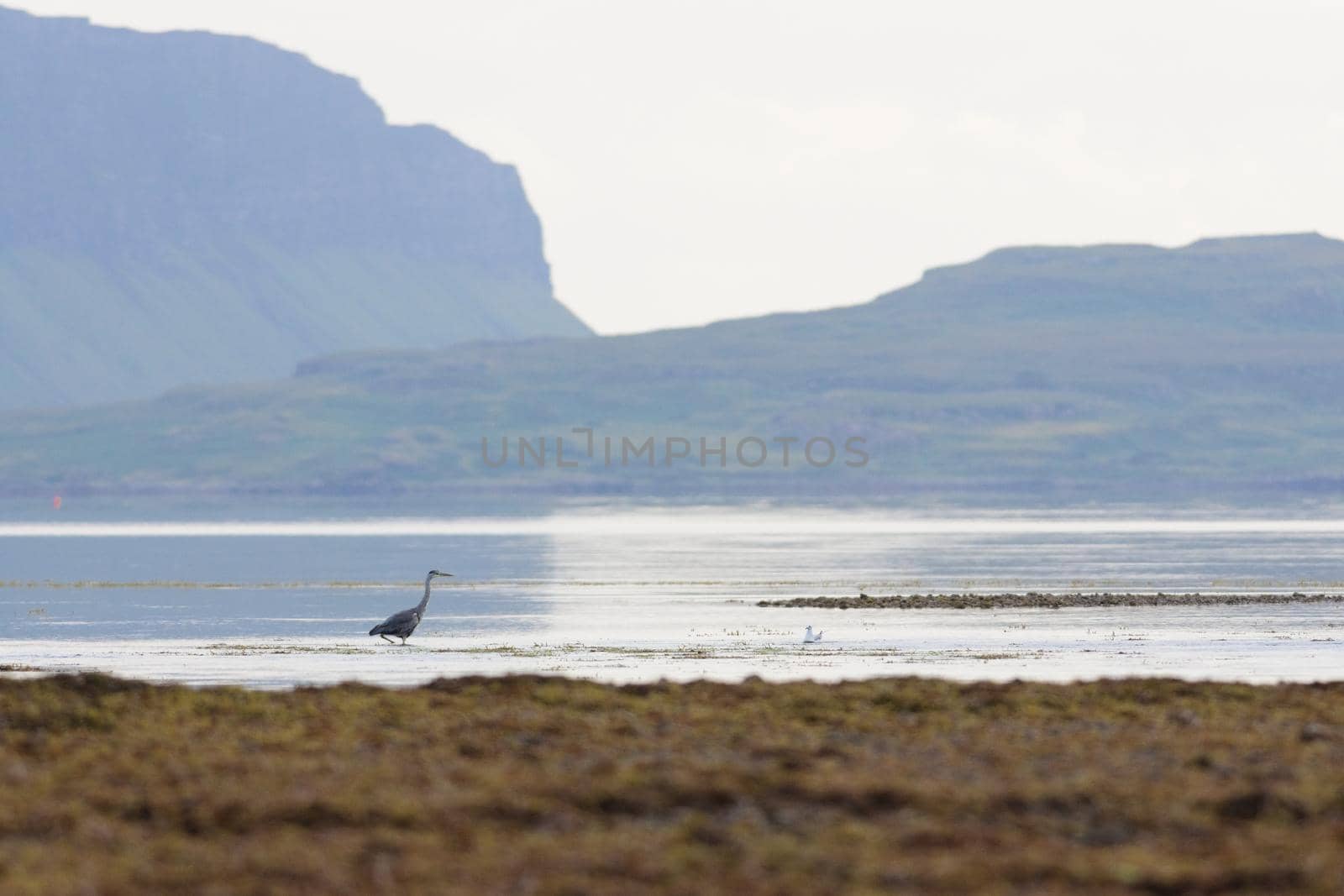 Selective focus telephoto image of a grey heron wading through shallow water at low tide. Isle of mull cliffs in background, blurry seaweed foreground