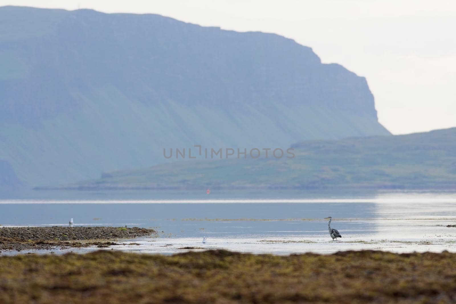 Grey heron stands looking left across low tide water at loch na keal, isle of mull. plenty of copy space over the background cliffs. Marine nature.