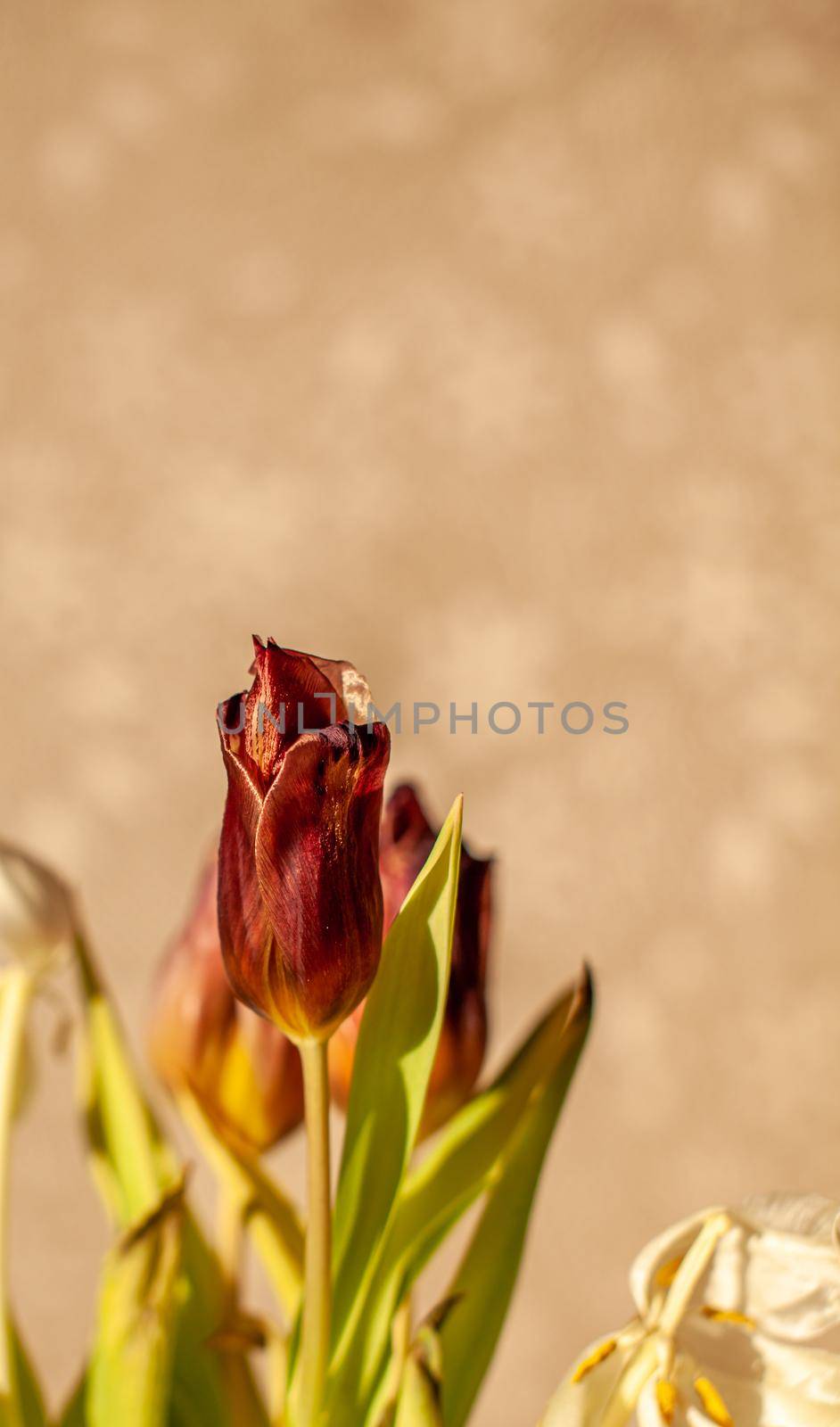Flowers tulips at home in the warm rays of the winter sun. Beautiful decor and greeting card.