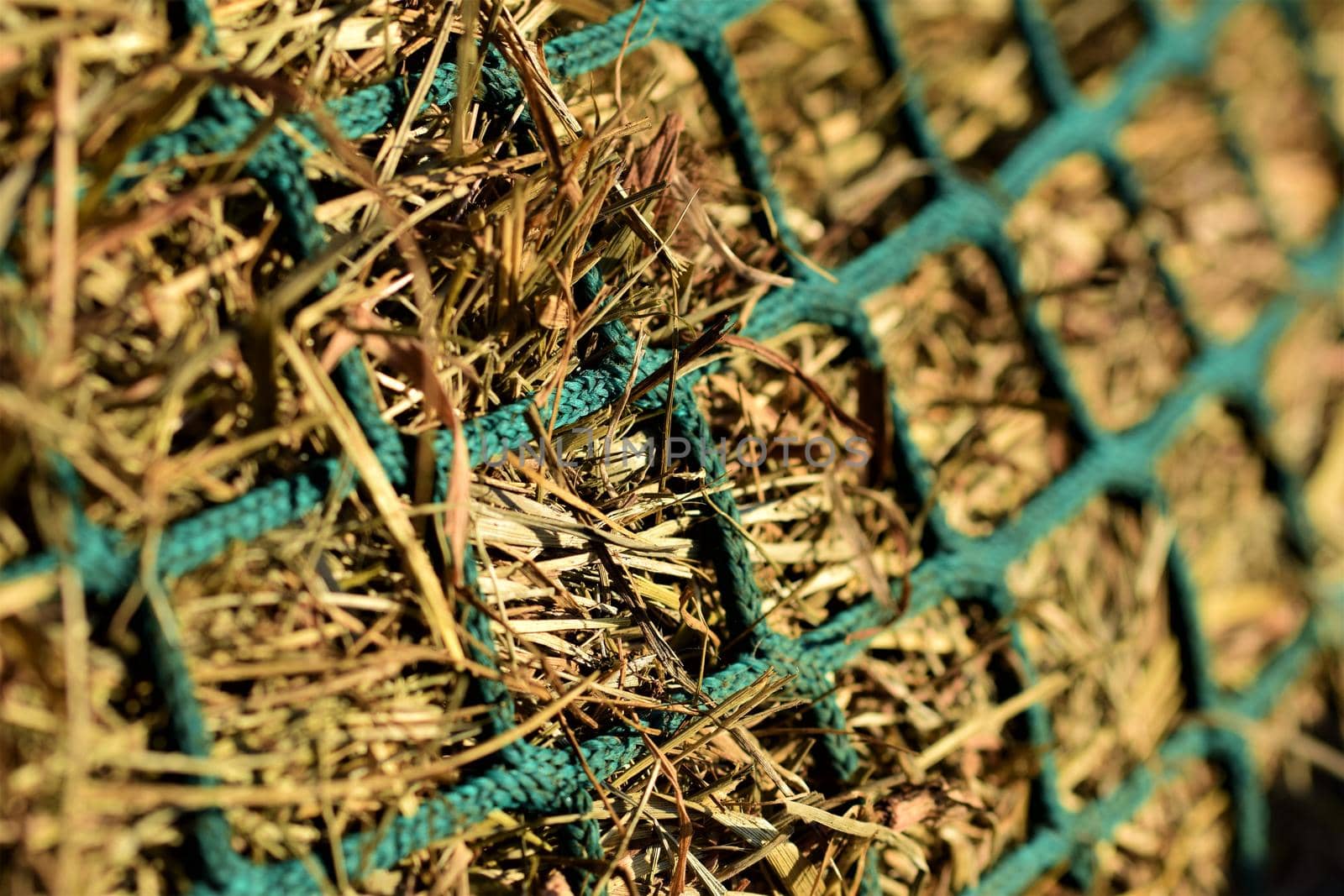 Close-up of hay under a green hay