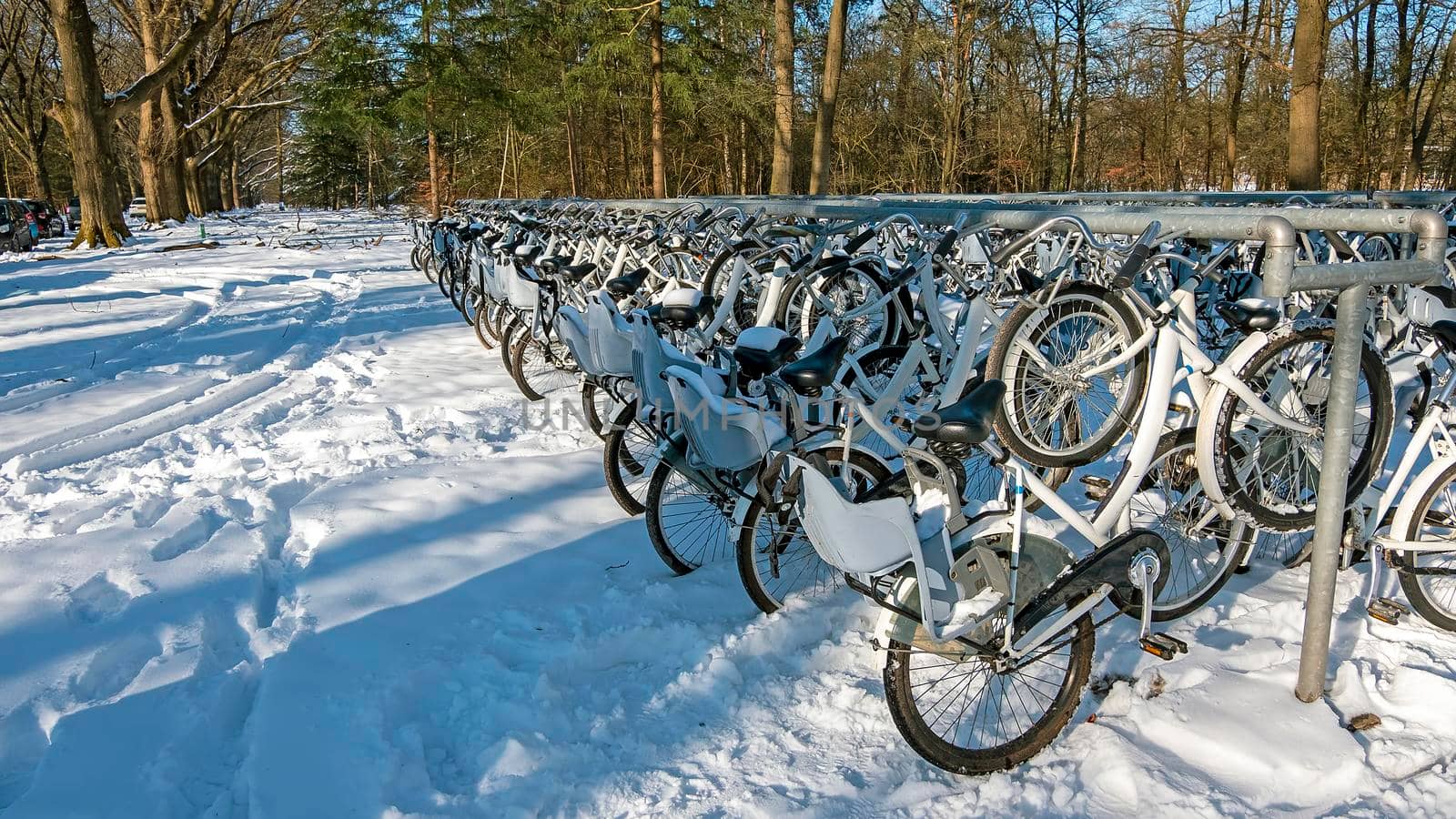 Lots of snowy bikes on national park de Hoge Veluwe in the Netherlands in winter