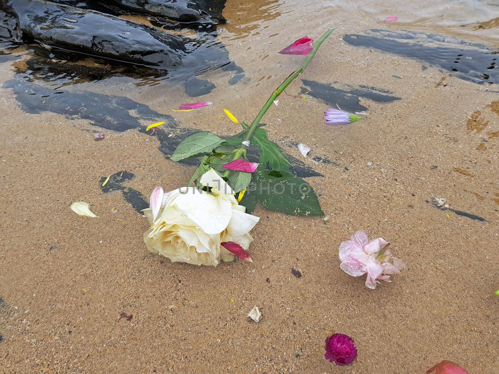 White rose at the beach near the ocean