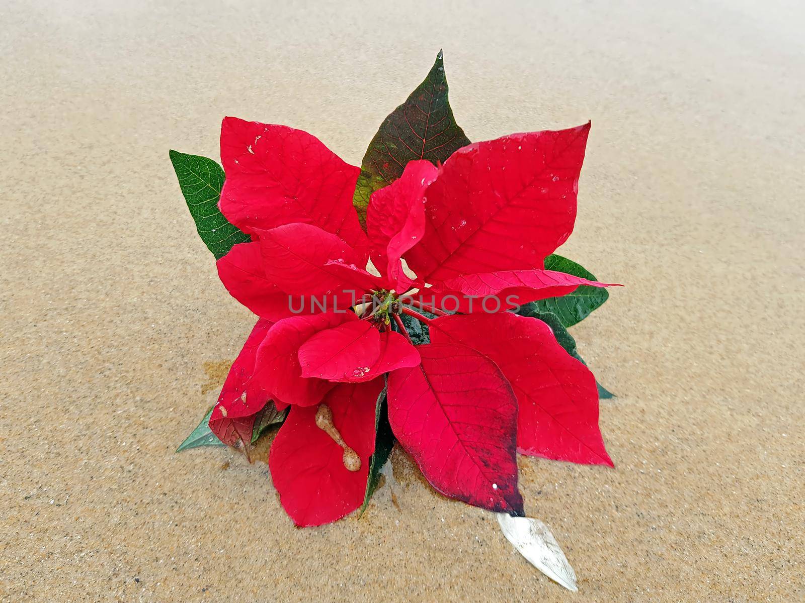 Red poinsettia flower at the beach (Euphorbia pulcherrima)