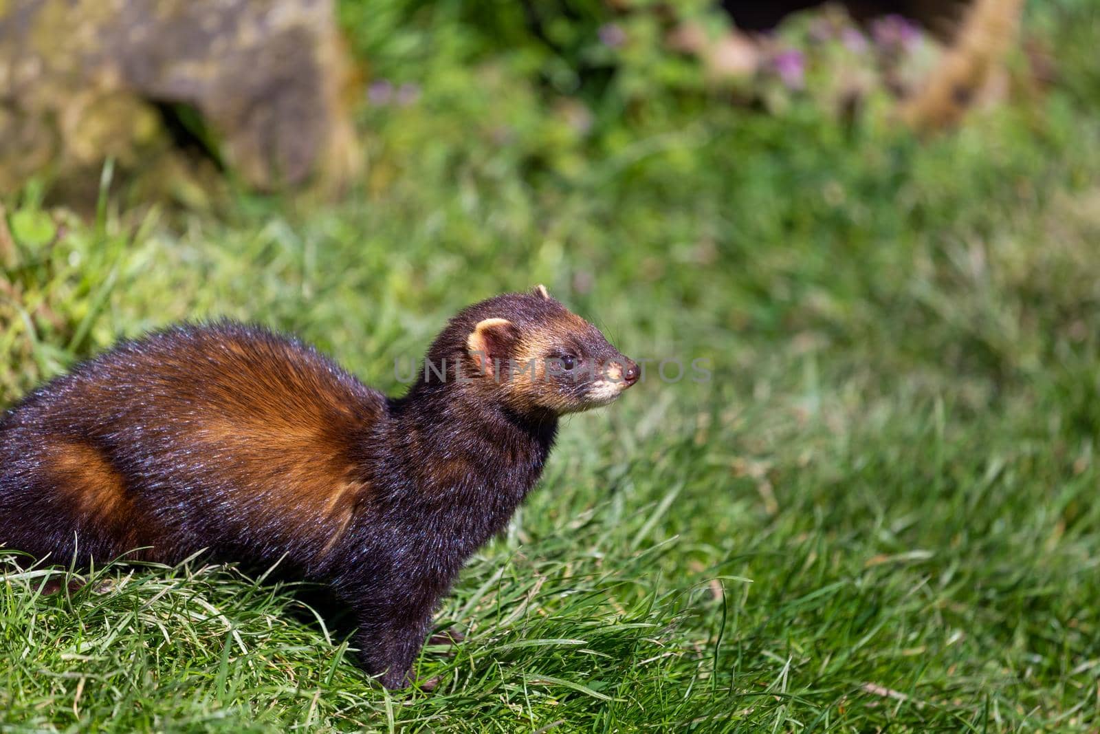 European polecat, Mustela putorius, in the British countryside