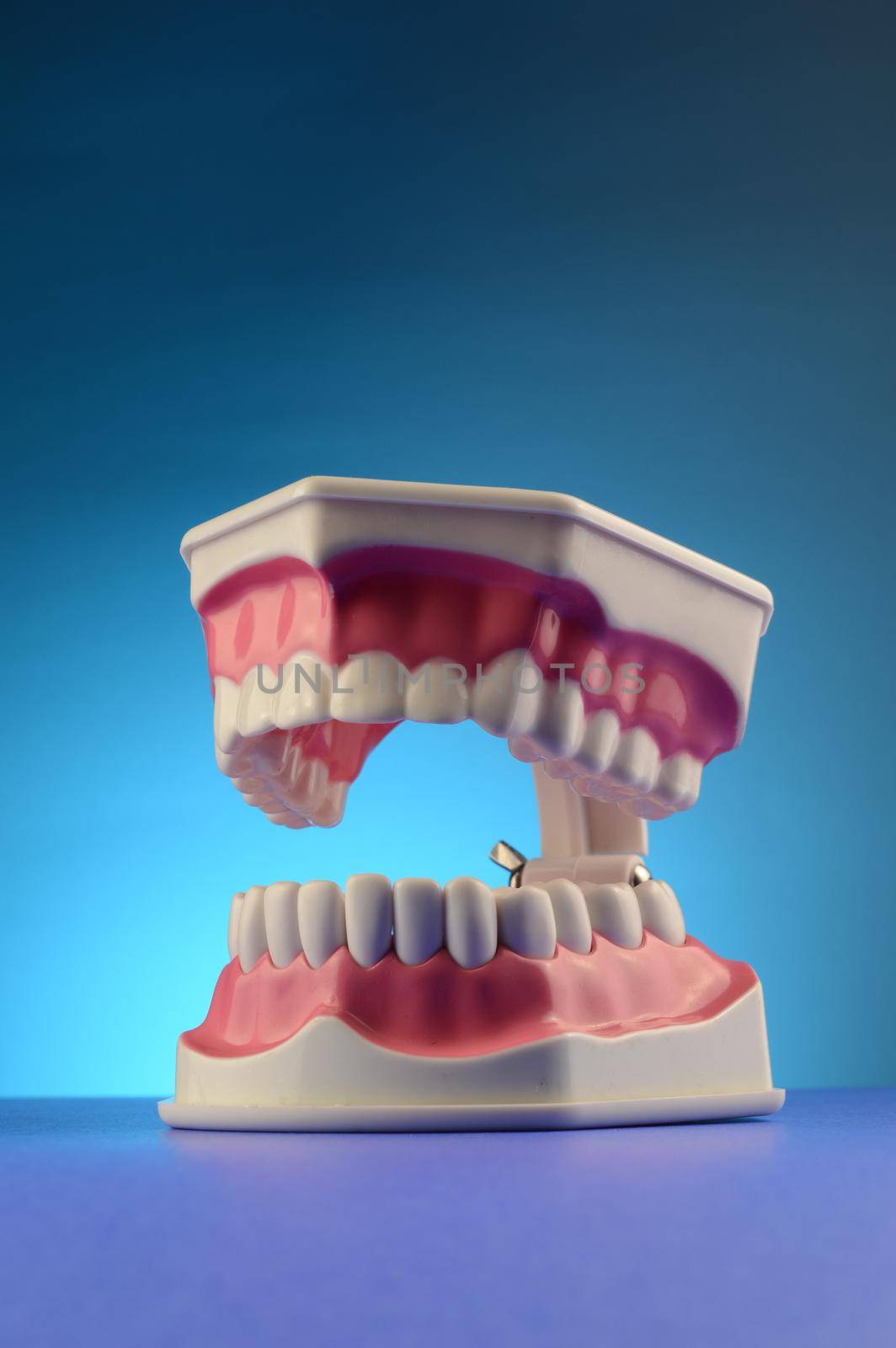 A set of teeth on display for dental purposes with copyspace for your edits.