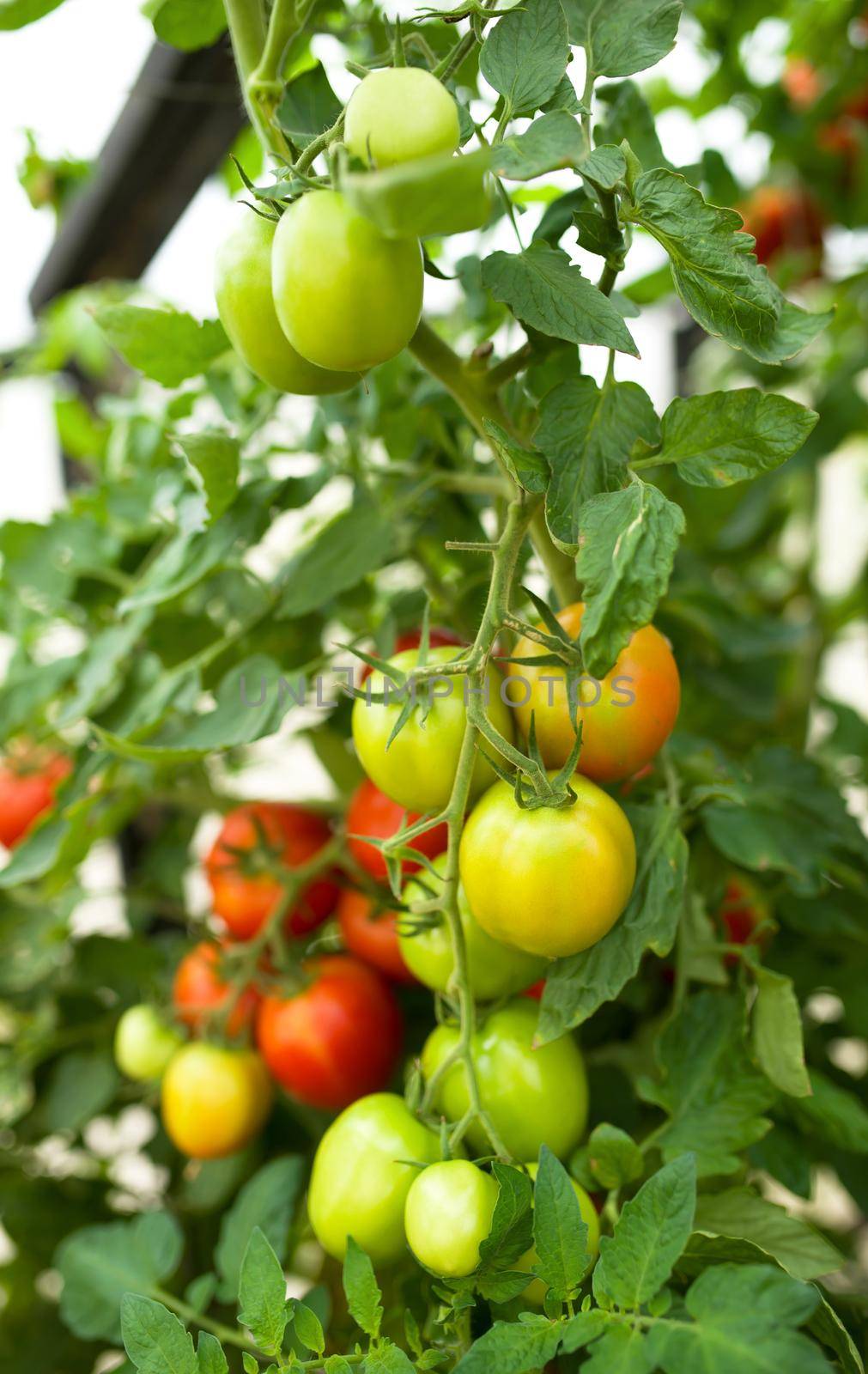 Rows of tomato hydroponic plants in greenhouse by aprilphoto