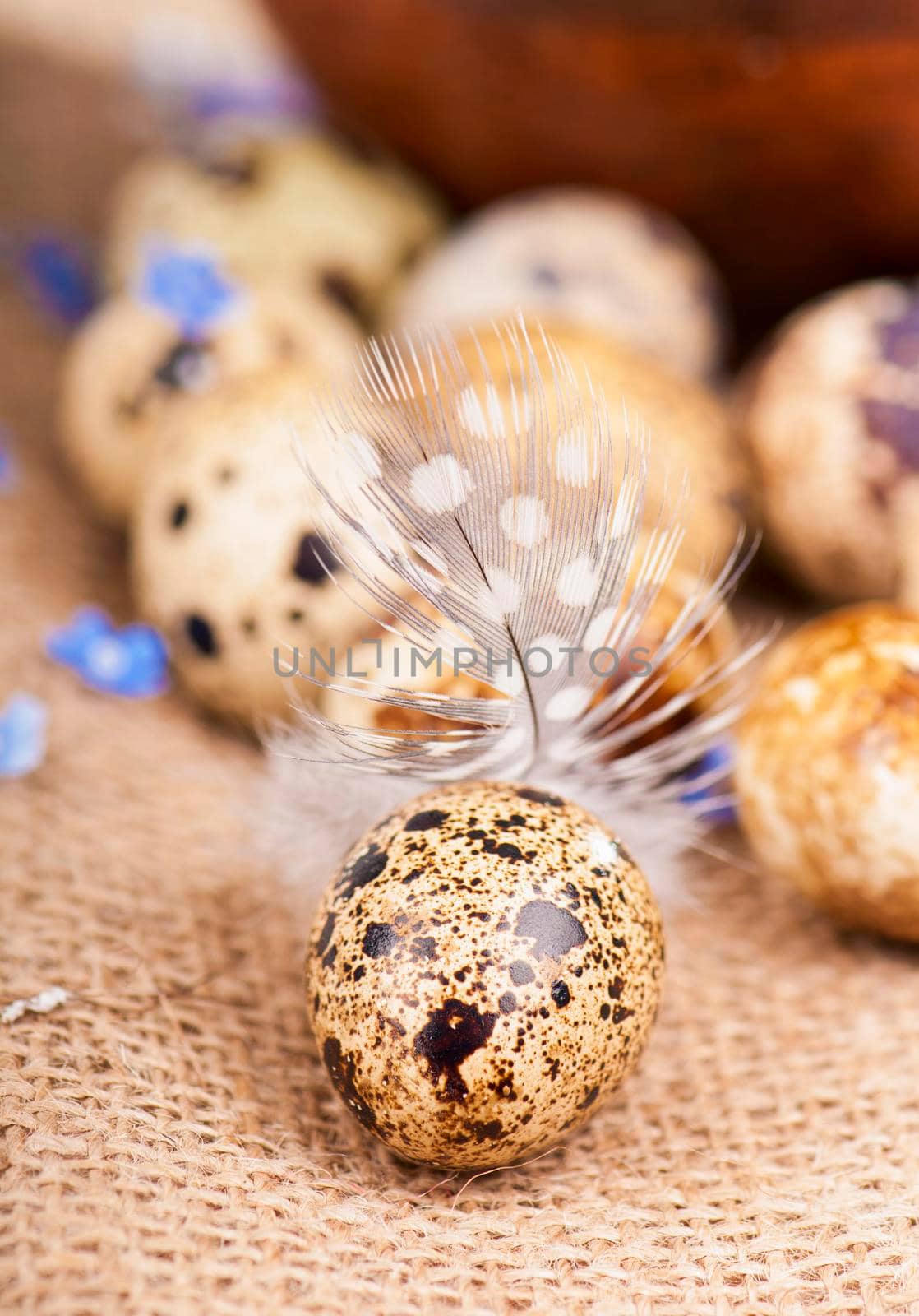 Quail eggs in a jug a feather on a canvas by aprilphoto