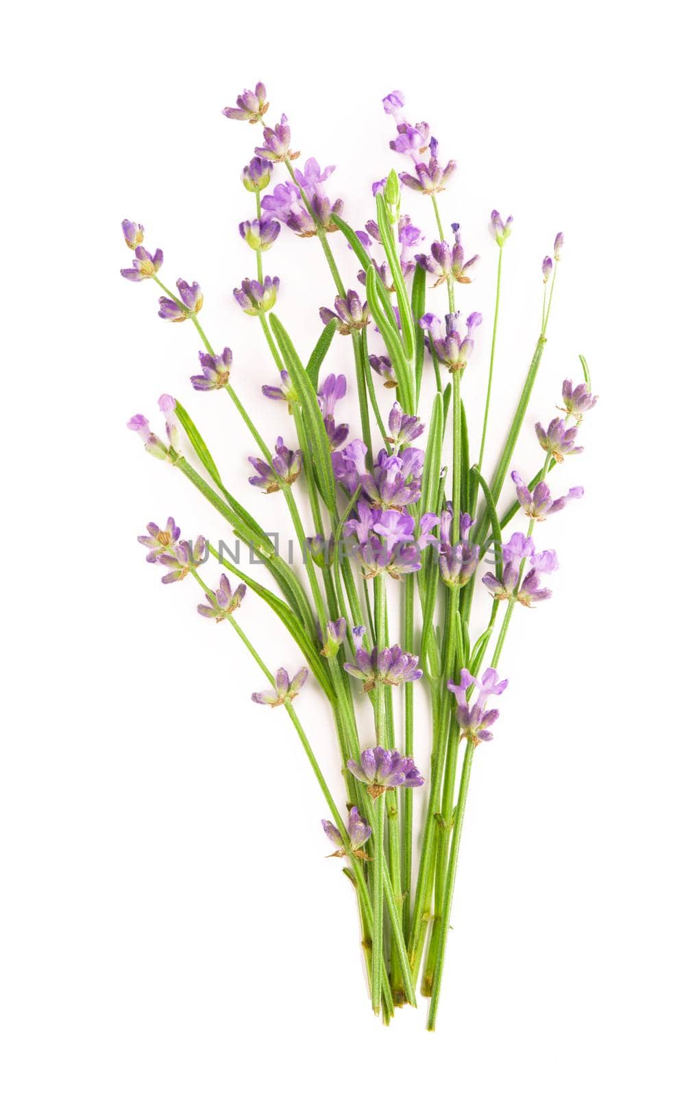 Lavender flowers bundle on a white background.