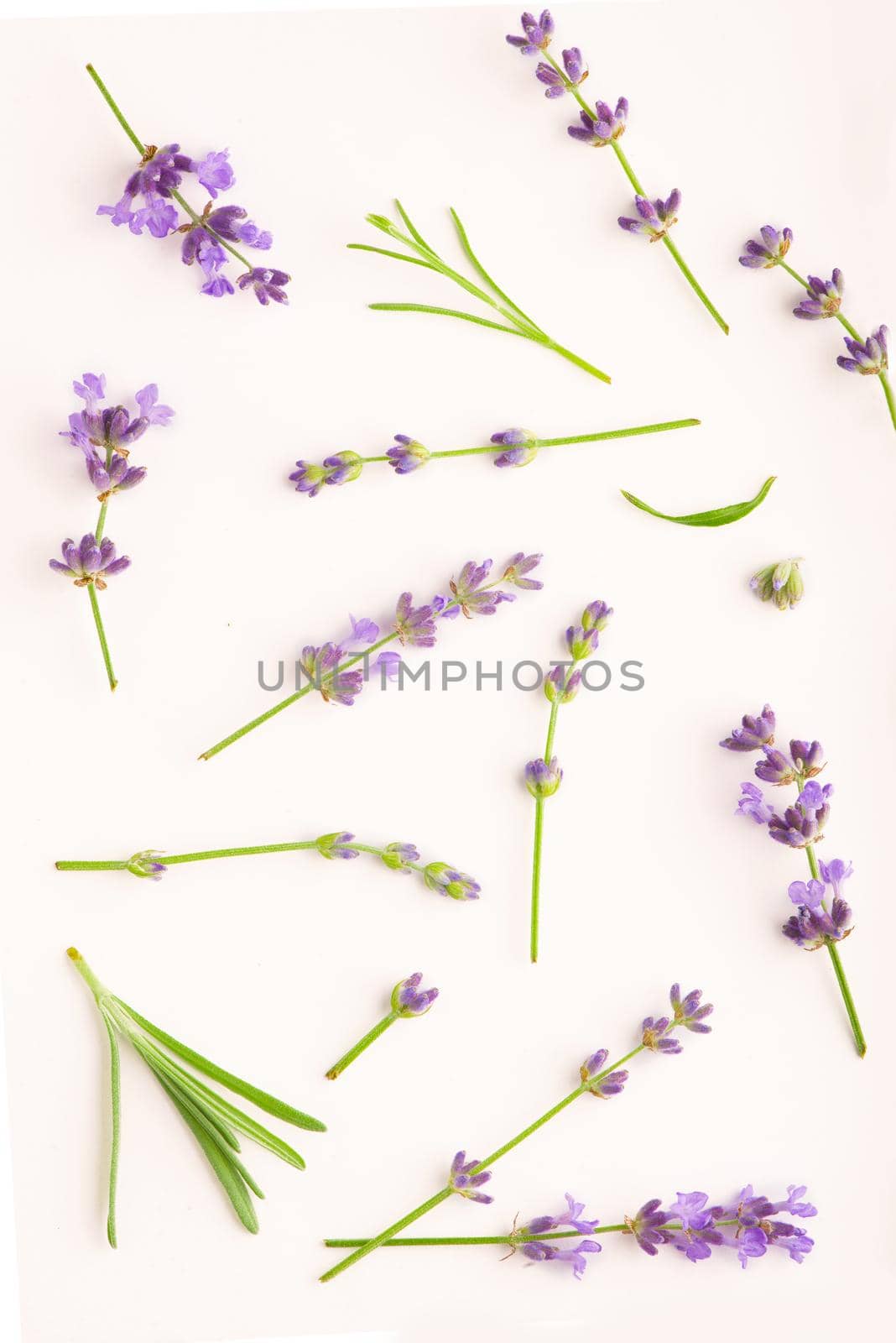 Lavender flowers bundle on a white background by aprilphoto