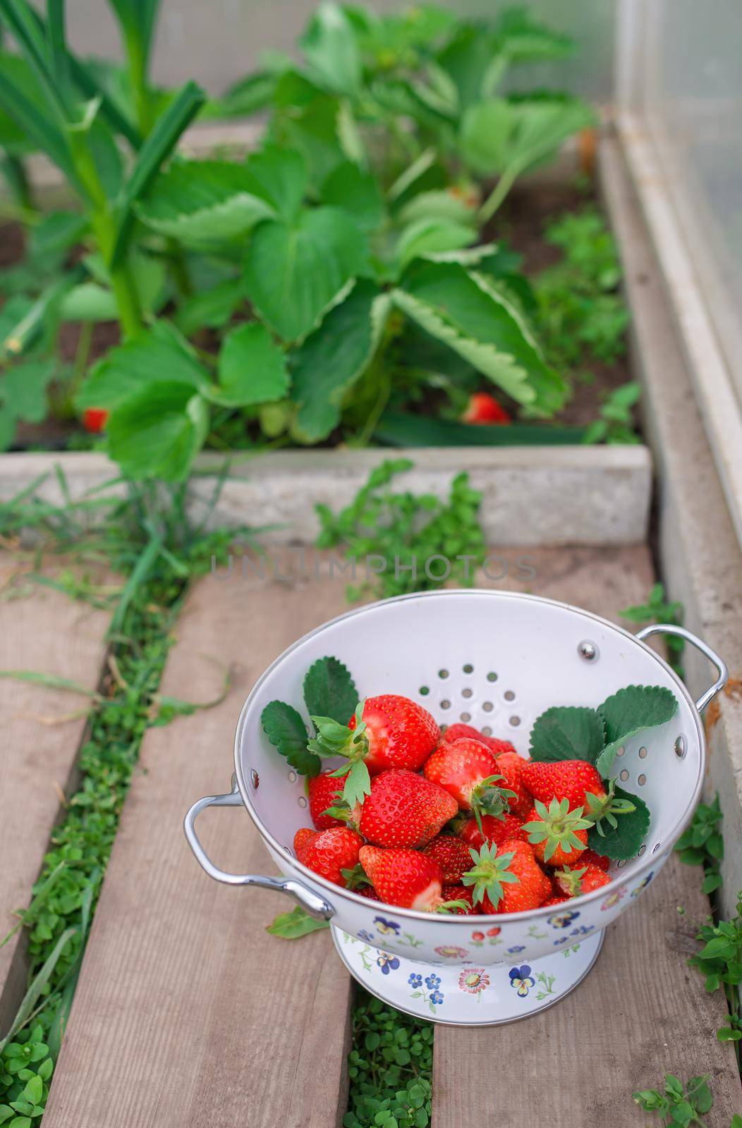 Organic strawberry plant growing in green house by aprilphoto