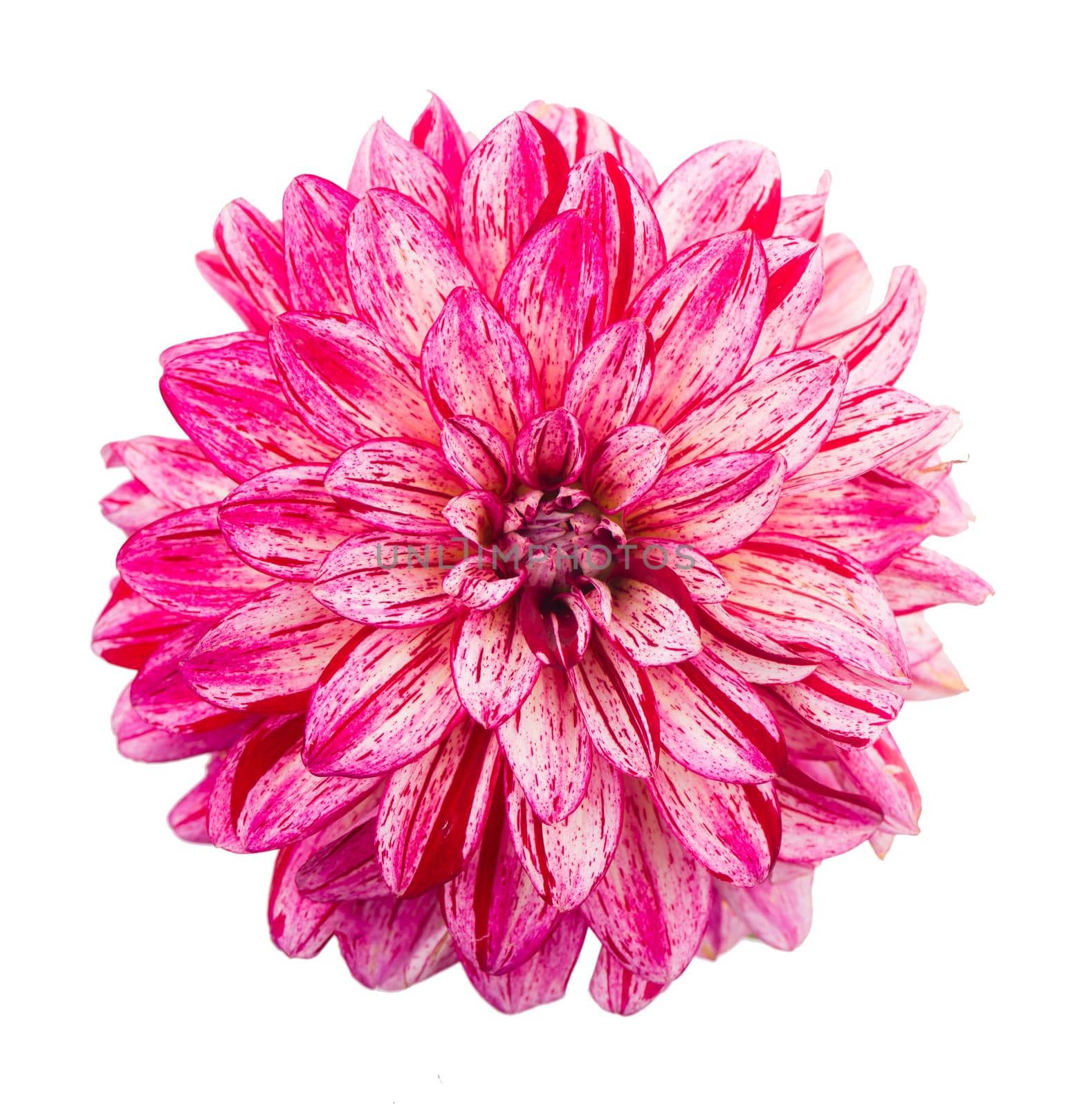 Deautiful flower of pink dahlia isolated on a white background by aprilphoto