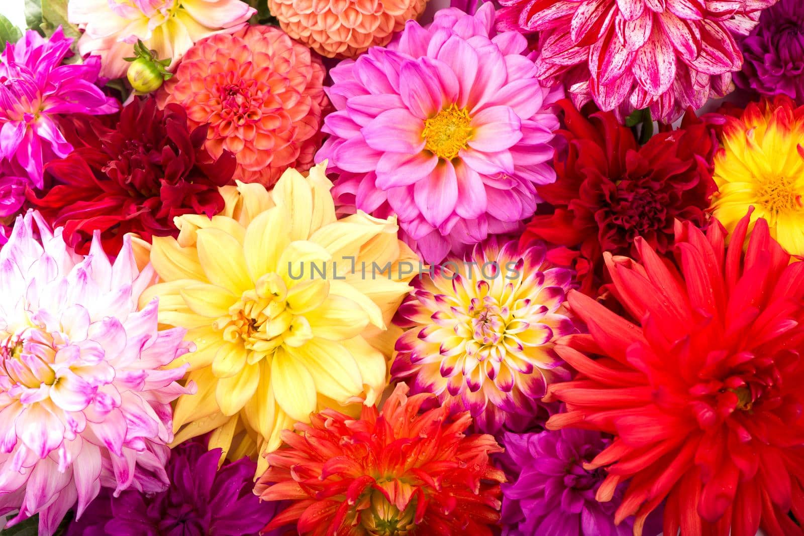 Deautiful flower of pink dahlia isolated on a white background by aprilphoto