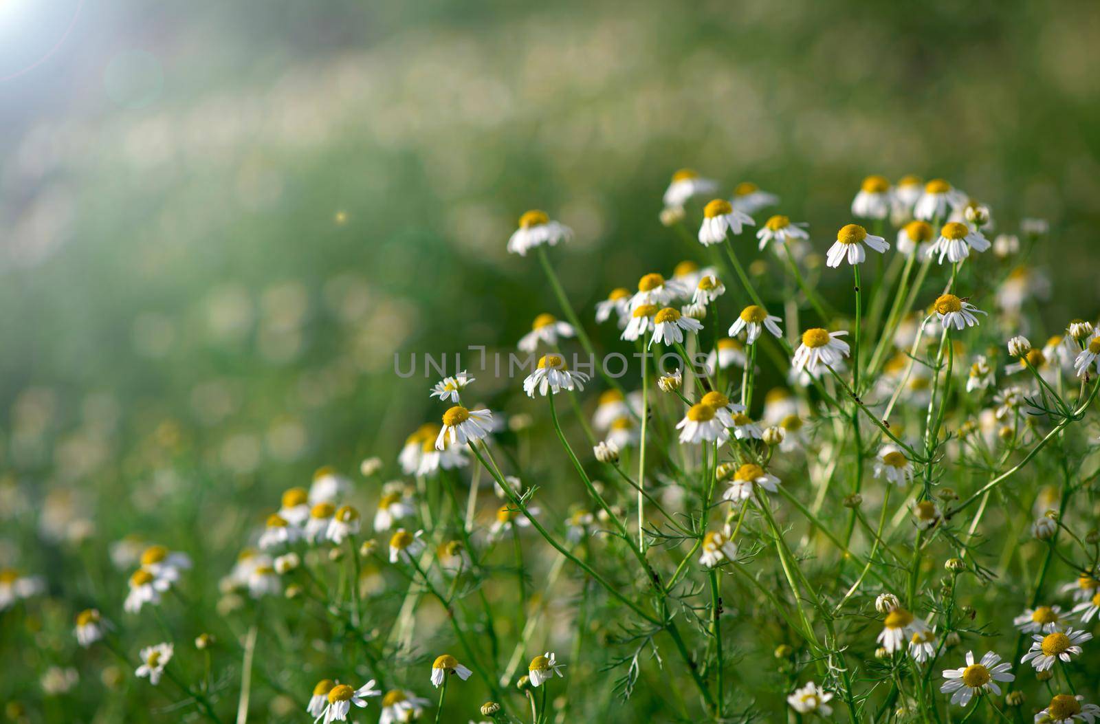 Chamomile field flowers border. Beautiful nature scene with blooming medical chamomilles in sun flare. Summer background by aprilphoto