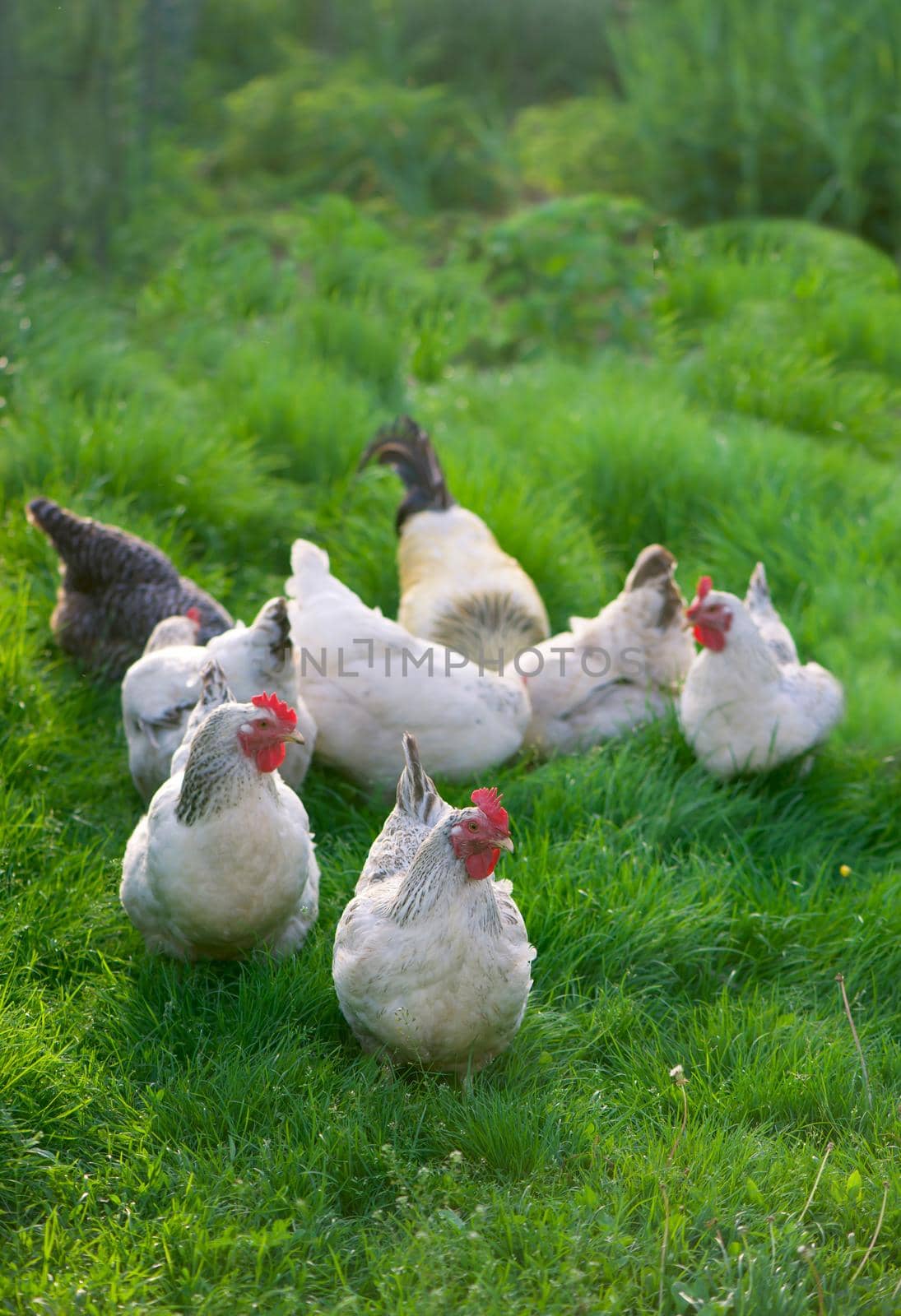 Rooster and Chickens. Free Range Cock and Hens.