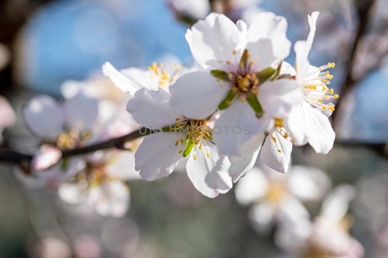 freshly blossomed spring peach blossoms on a sunny day