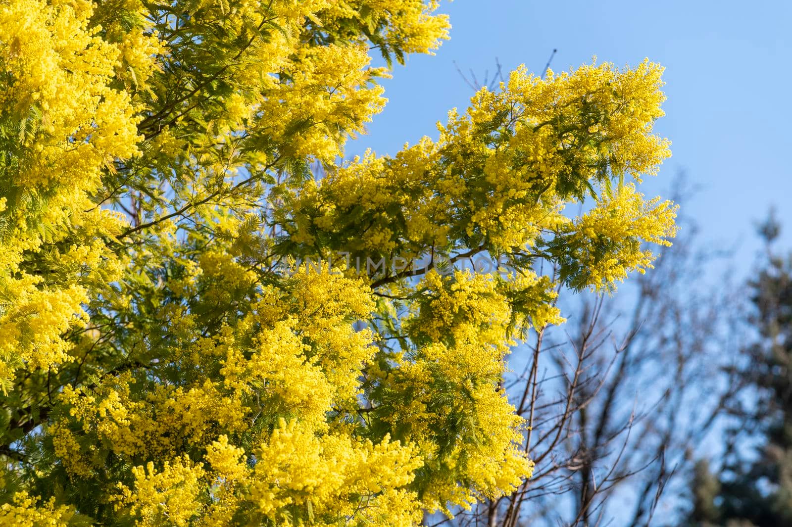 mimosa plant with an intense yellow color, symbol of women's day 8 March