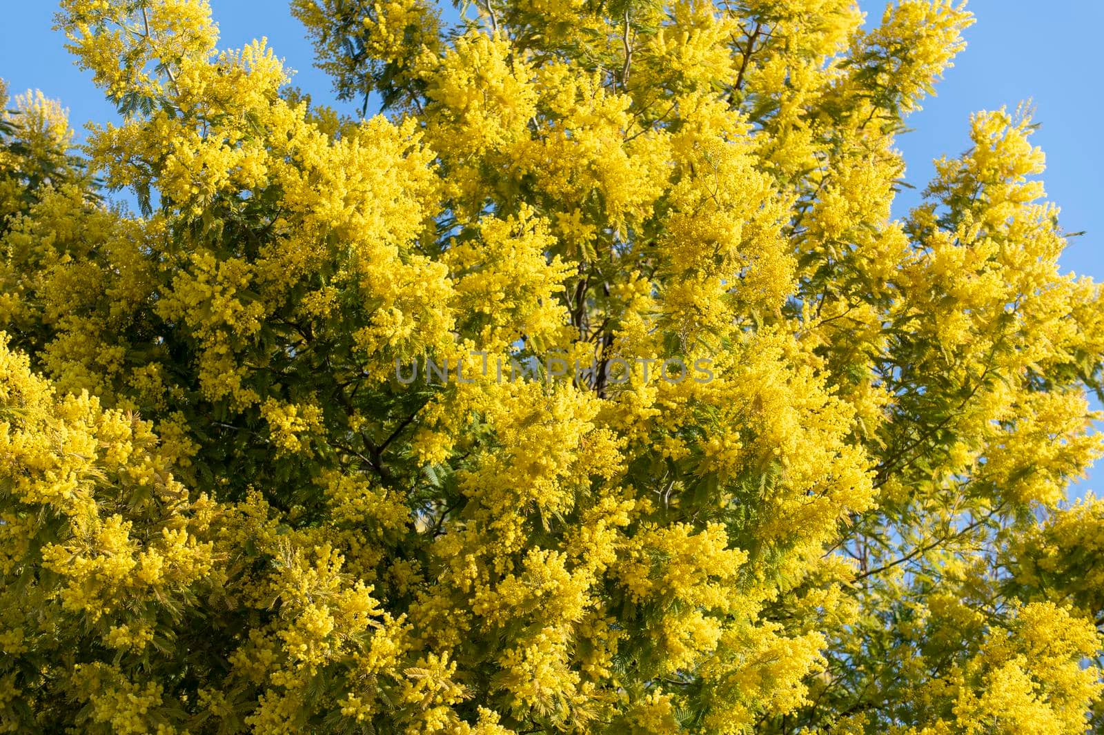 mimosa plant with an intense yellow color, symbol of women's day 8 March