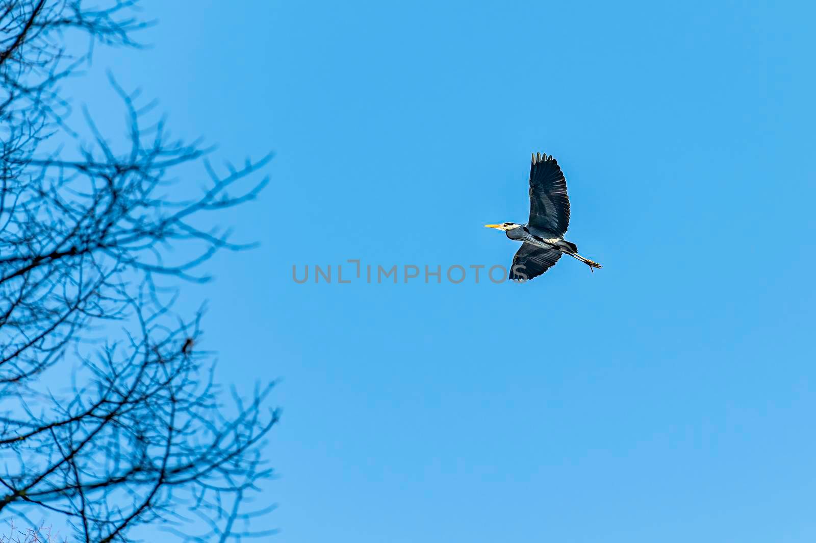 gray heron flying across the sky looking for prey on a sunny day
