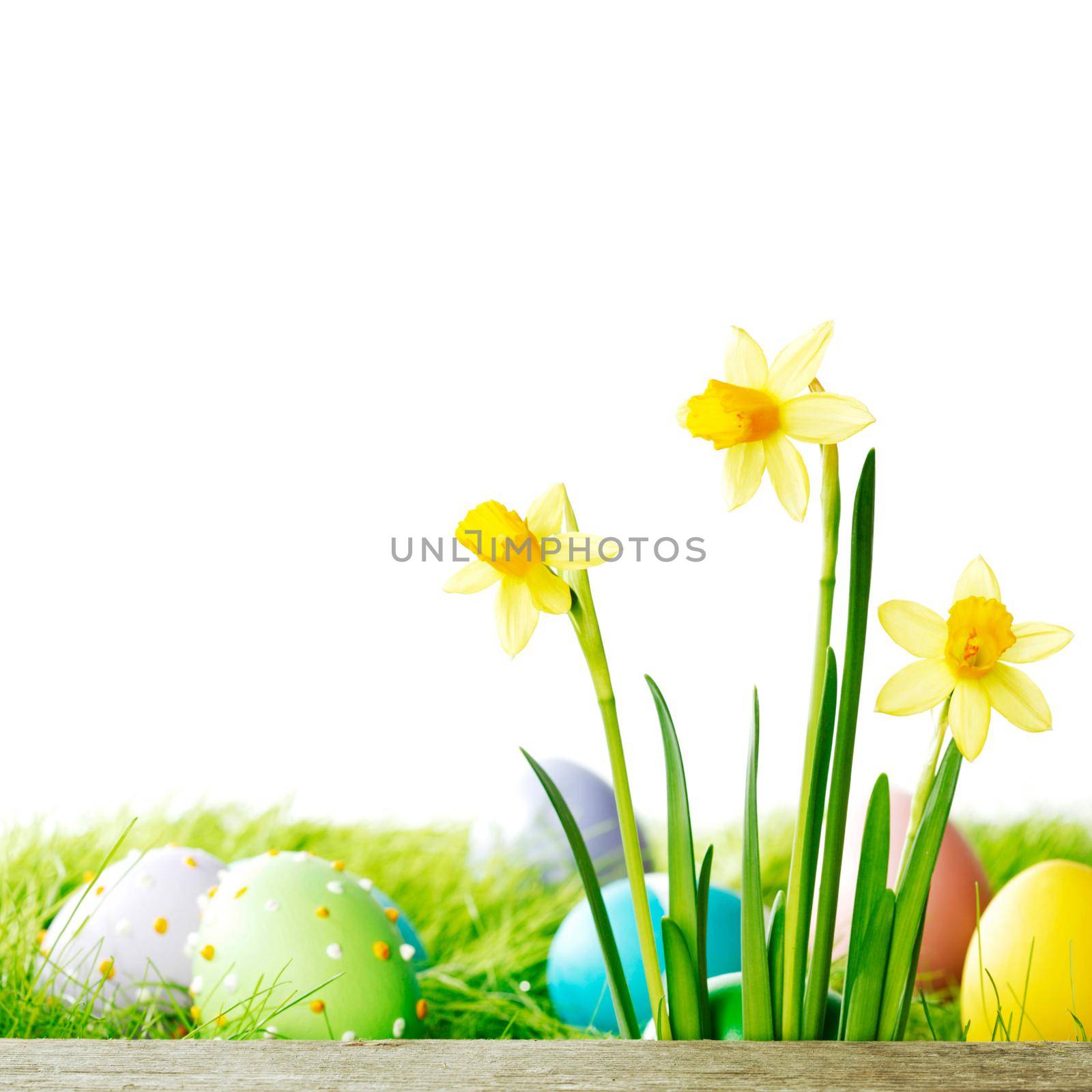 Yellow narcissus Flowers and easter eggs on spring grass background