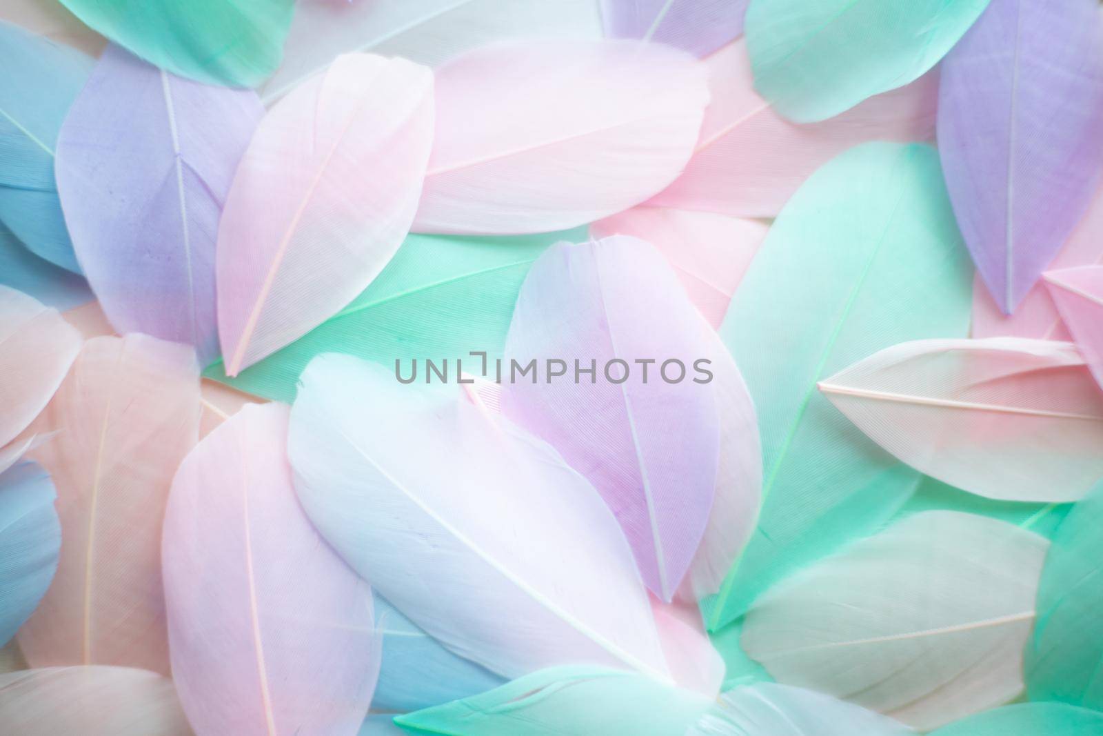 Coral Pink blue green pastel colored color trends feather texture background easter holiday softness concept