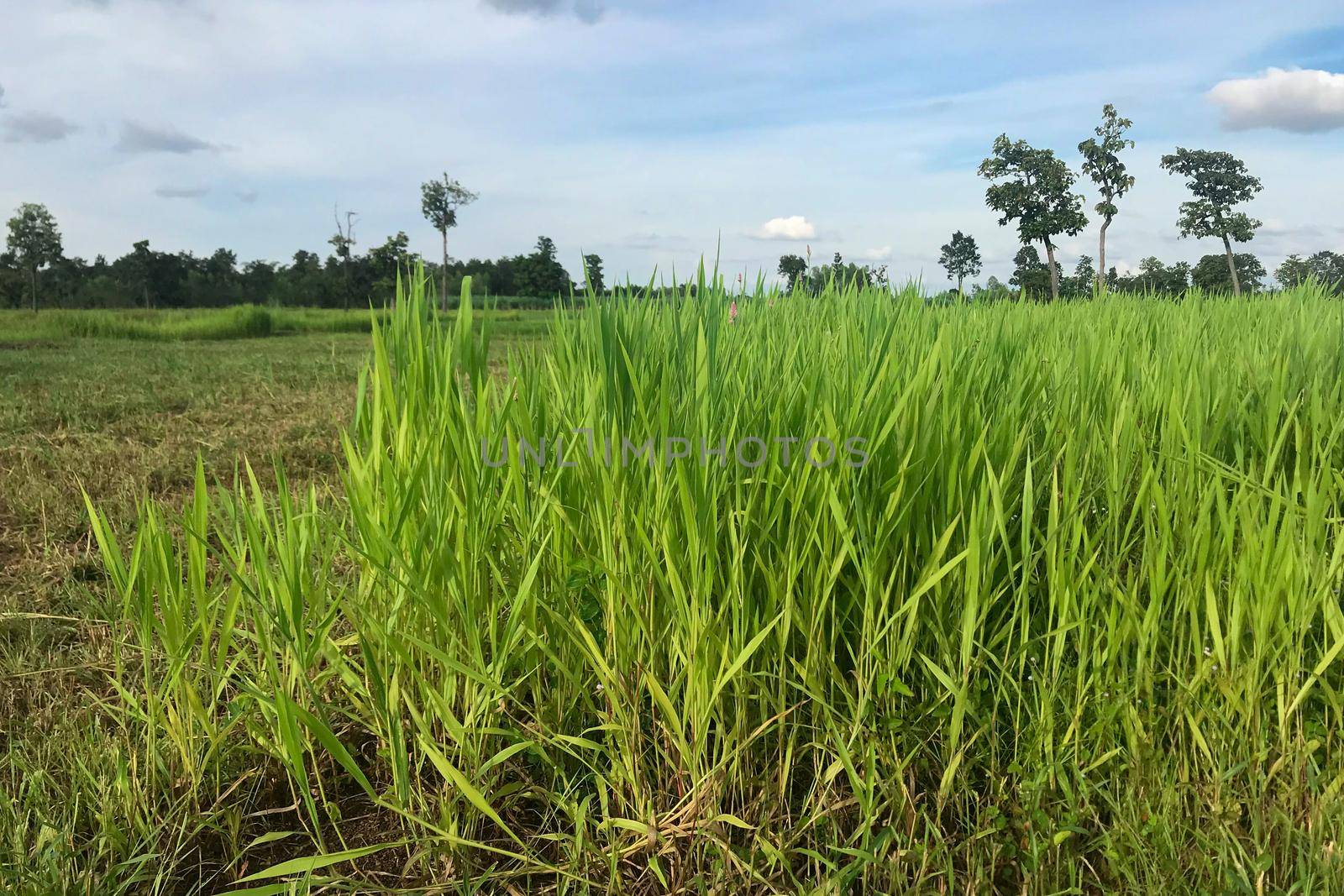 Ruzi grass for feeding animal, Brachiaria ruziziensis