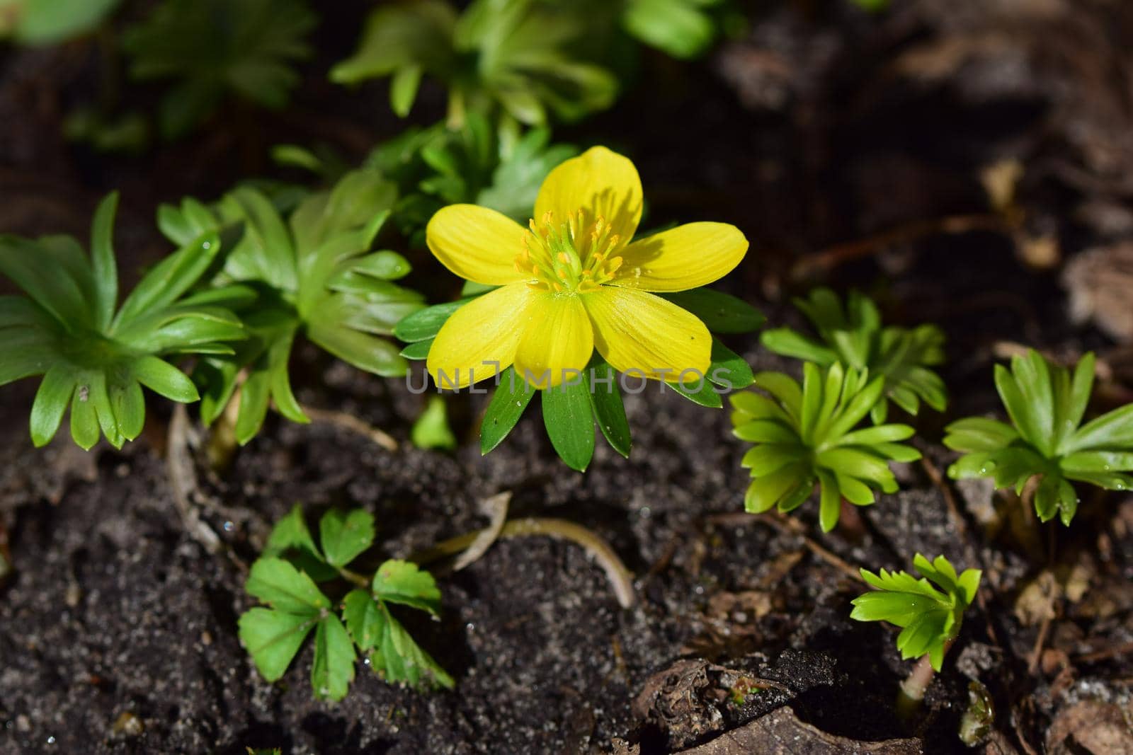 Close-up of an Eranthis hyemalis - Winterling