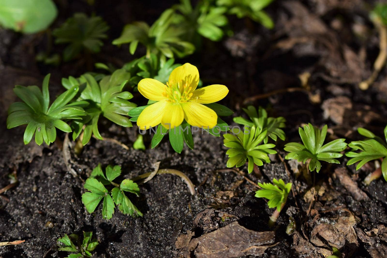 Close-up of an Eranthis hyemalis - Winterling