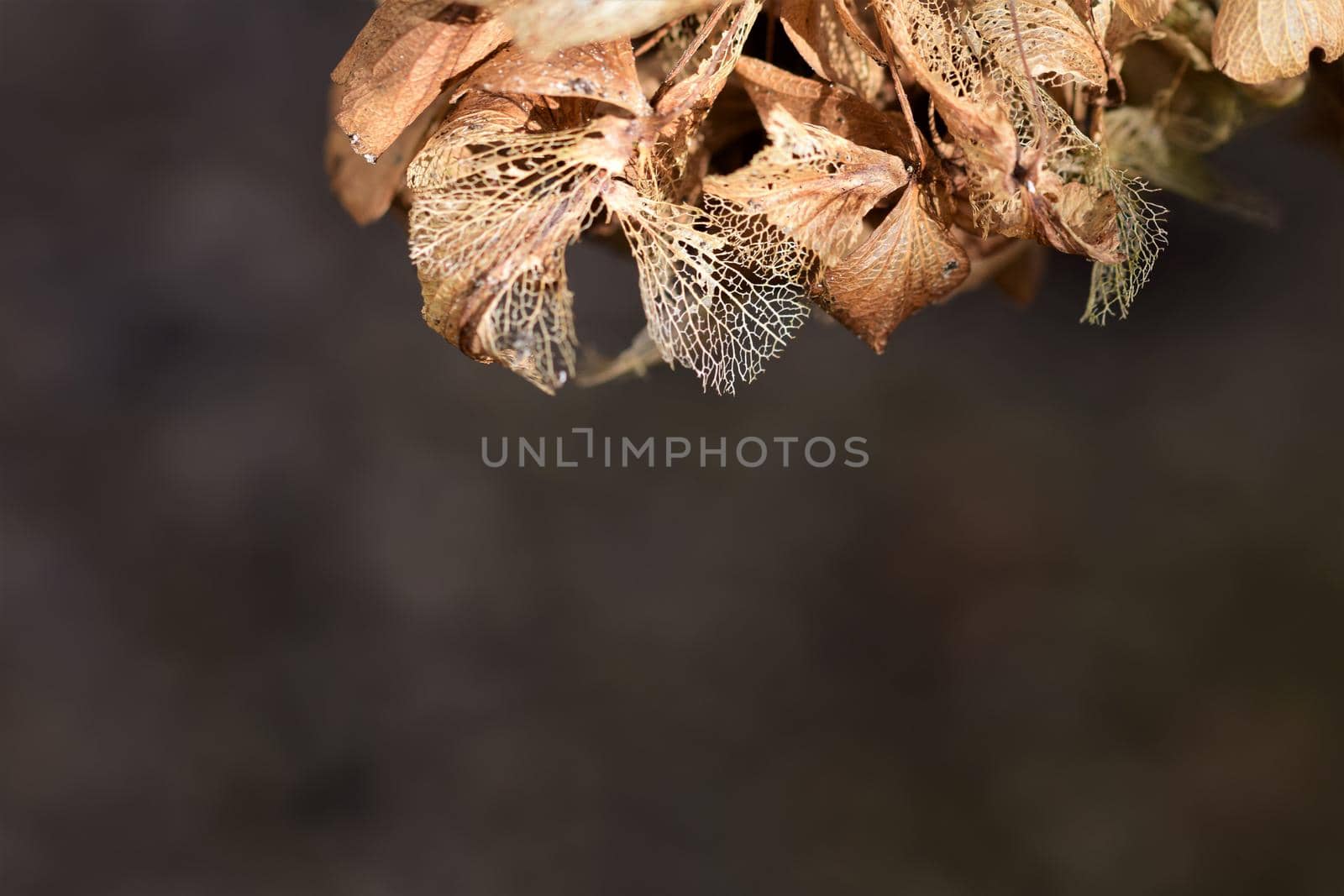 Close up of a dry hydrangea umbels against a dark background