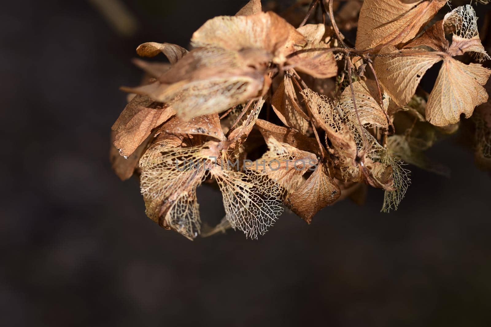 Close up of a dry hydrangea umbels against a dark background