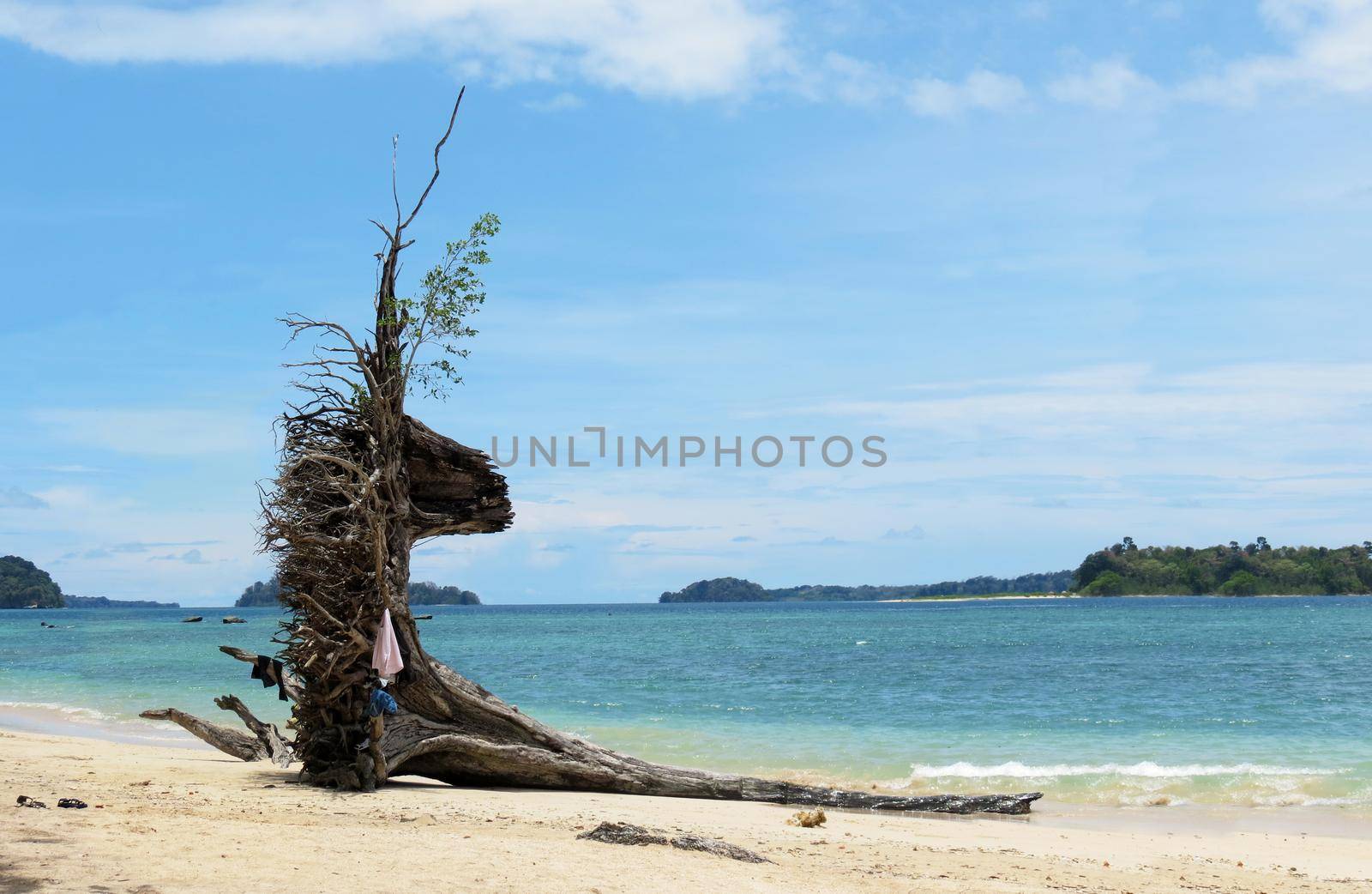 Driftwood on a tropical beach . by dushi82