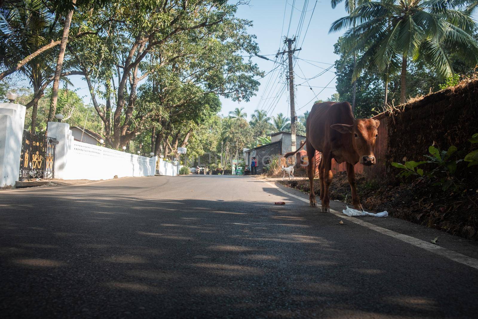 Cow Walking On Road by snep_photo