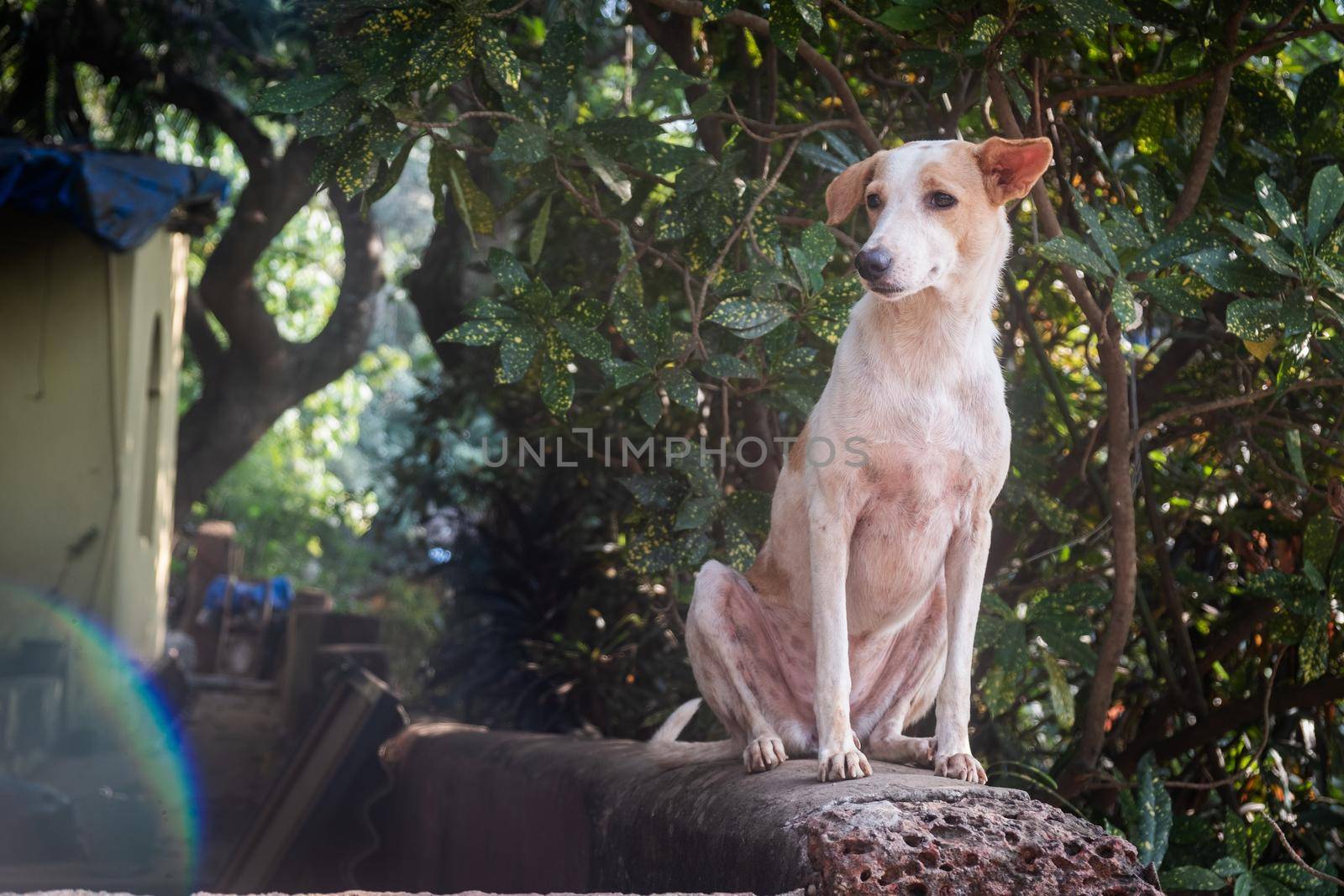 Close-Up Of Dog Sitting On Ledge by snep_photo
