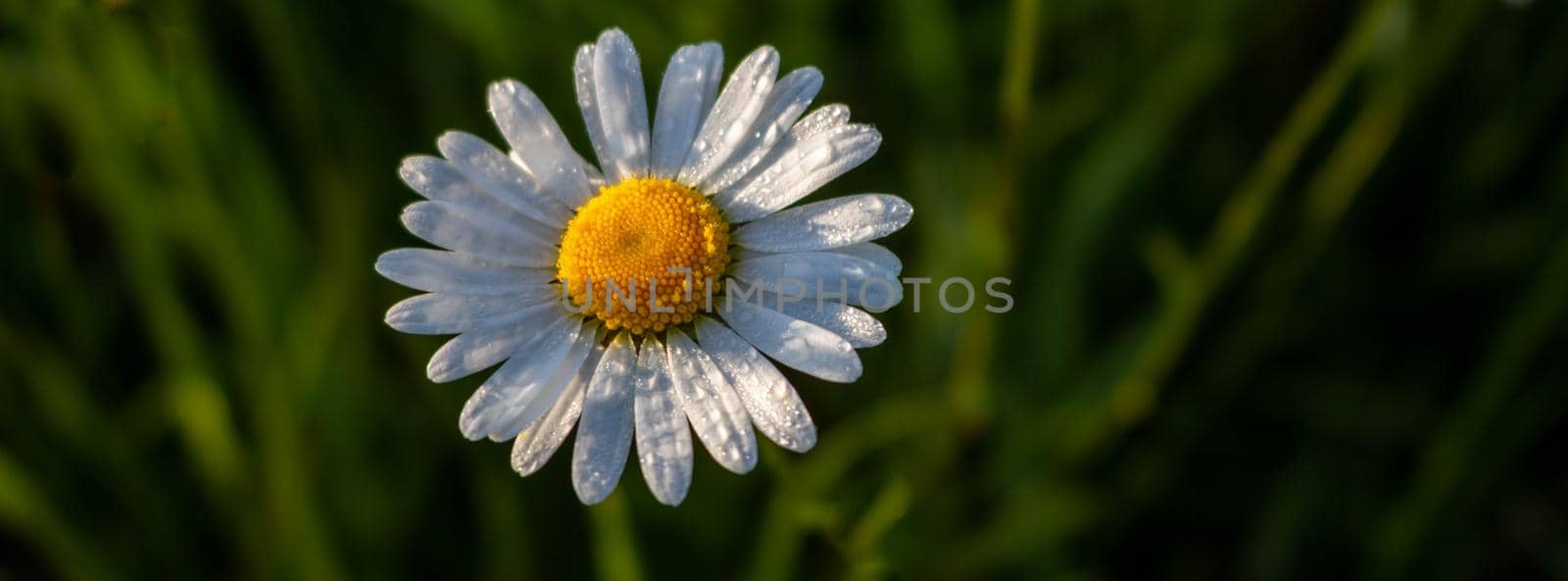 One white chamomile flower isolated on a green grass background. Top view. Space for text.