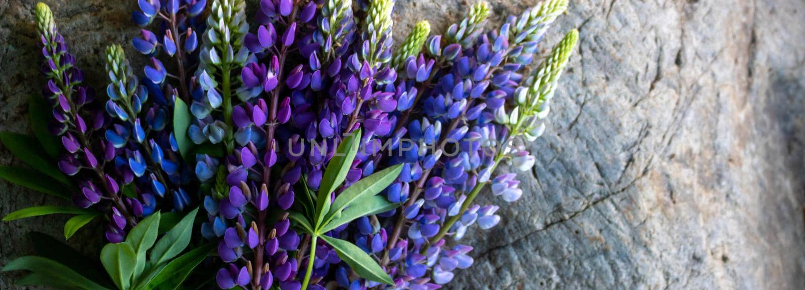 Panorama of a bouquet of lupines isolated against a background of gray stone by lapushka62