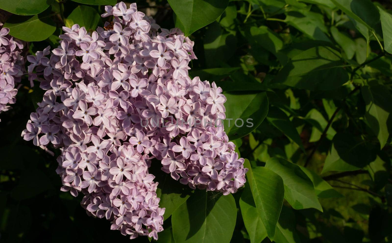 Lilac blossom flowers spring view. Spring lilac flowers. Lilac blooms. A beautiful bunch of lilac.