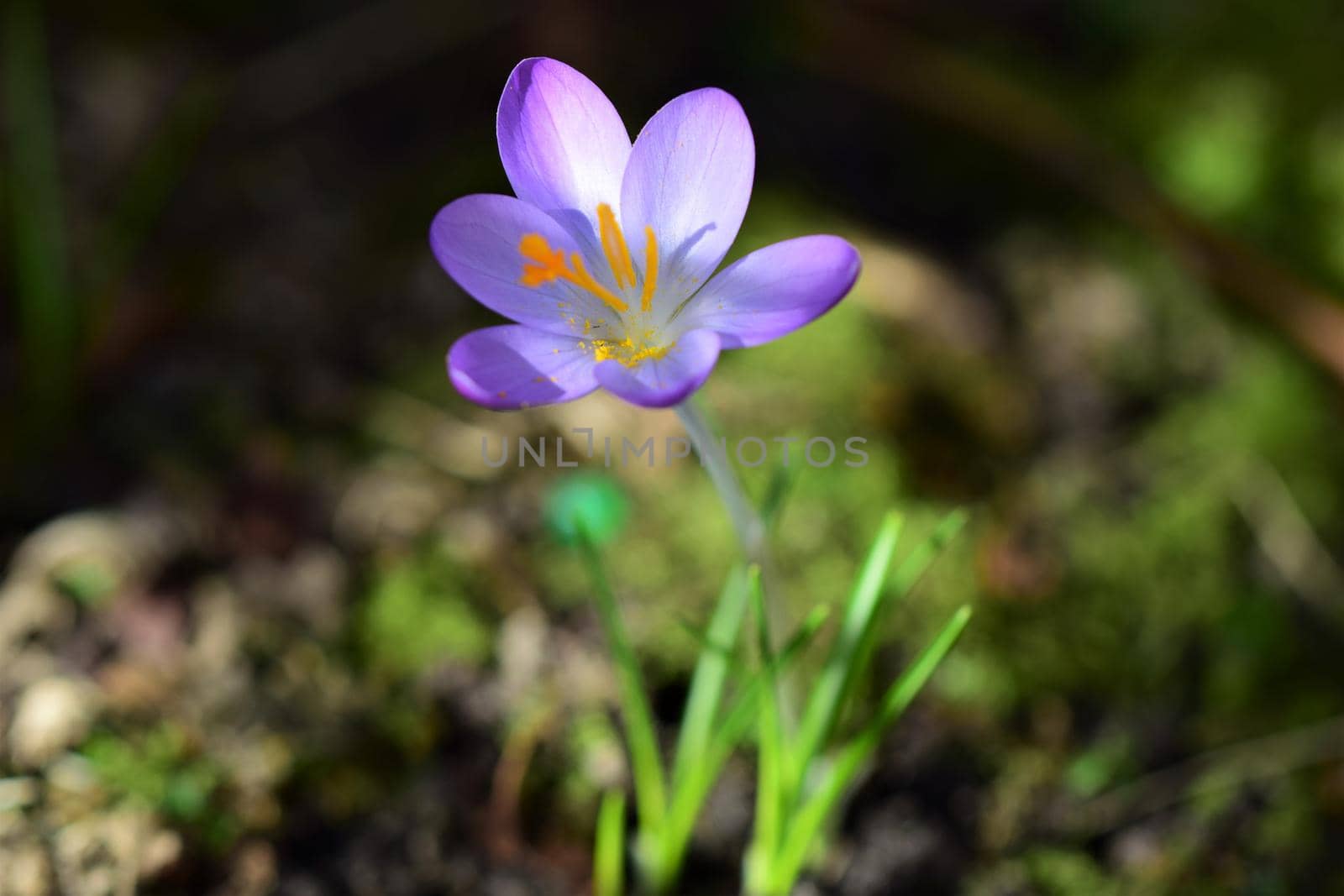Purple crocus as a close-up against a blurred background