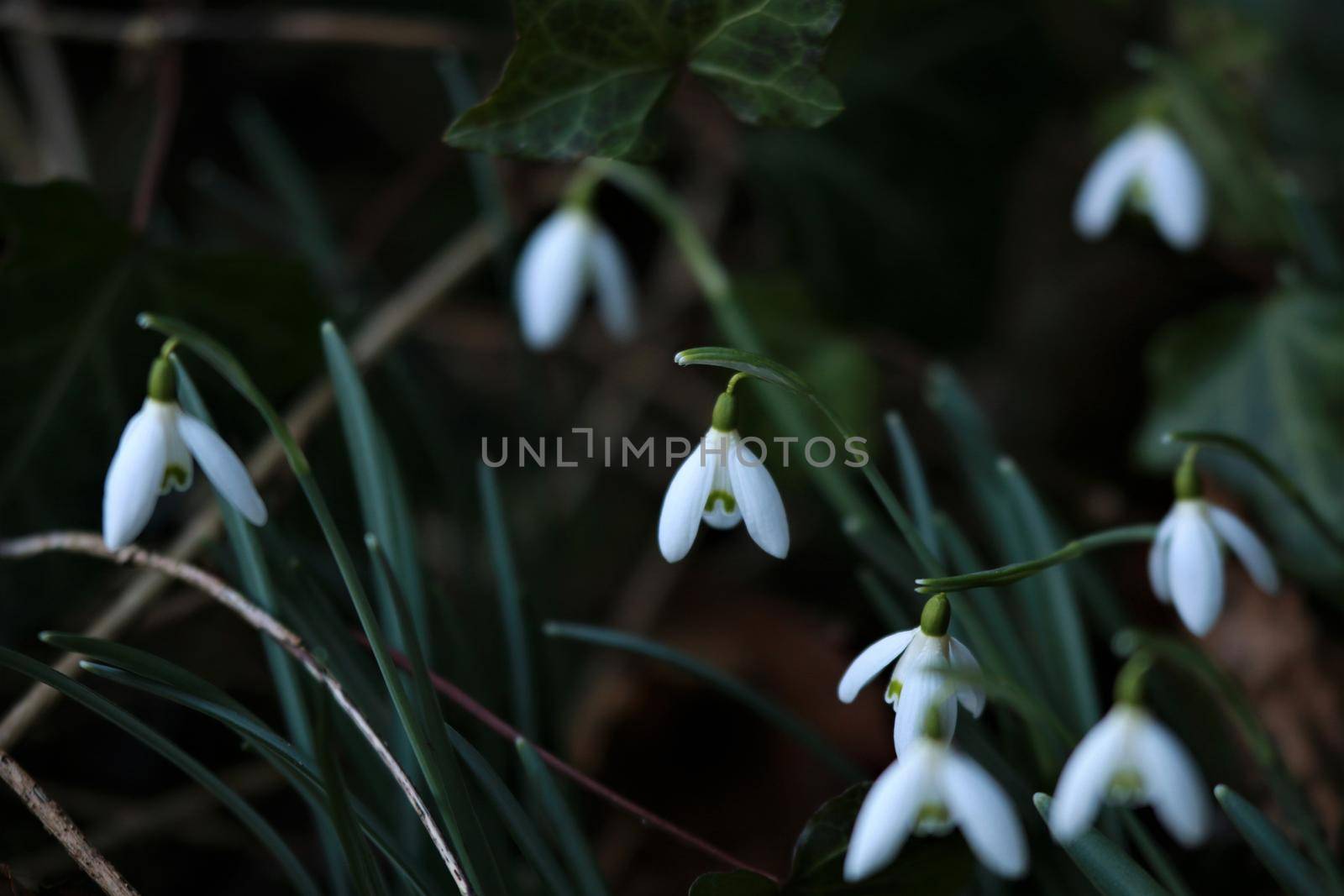 Snowdrops in the bed as a close-up