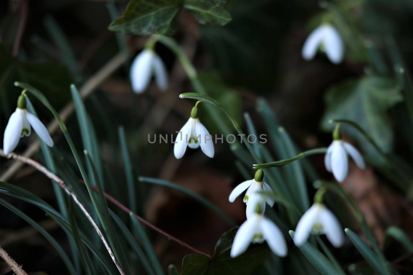 Snowdrops in the bed as a close-up