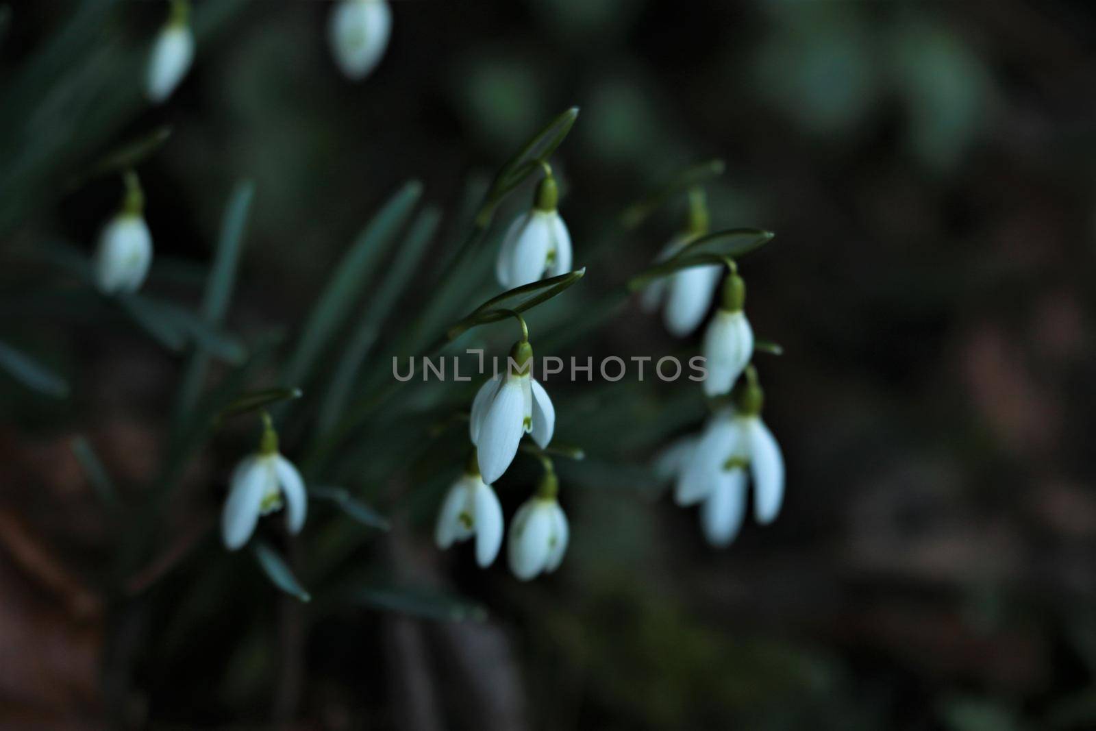 Snowdrops in the bed as a close-up