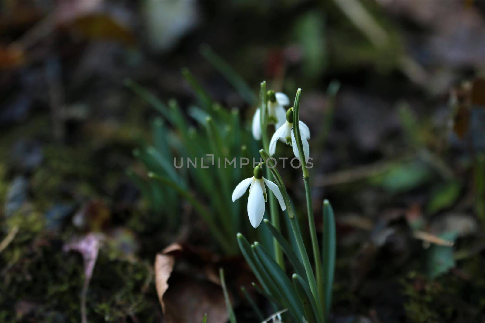 Snowdrops in the bed as a close-up