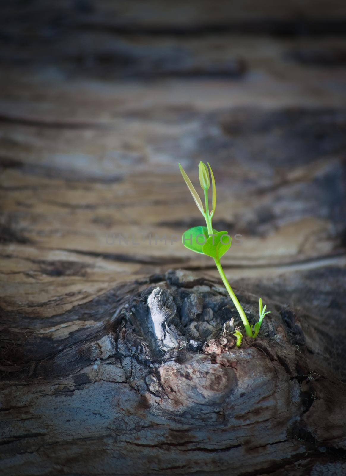 Small green offshoot growing from an old fallen tree. by hernan_hyper