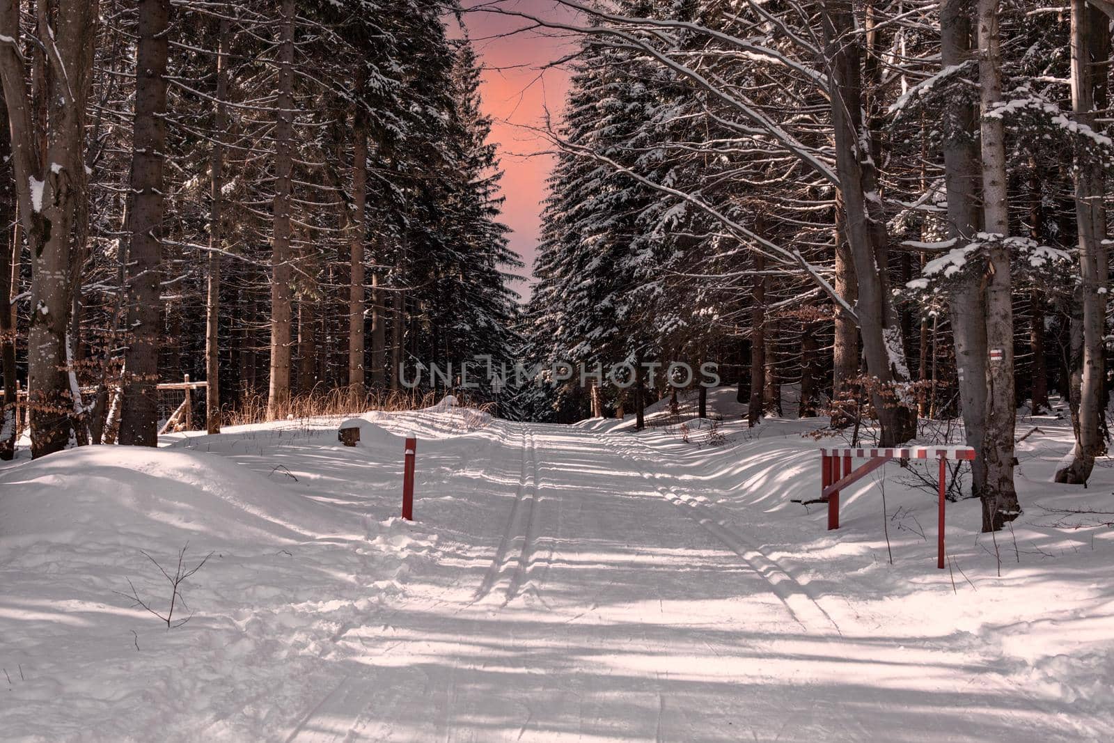 cross-country trail in a snowy winter forest at sunset.