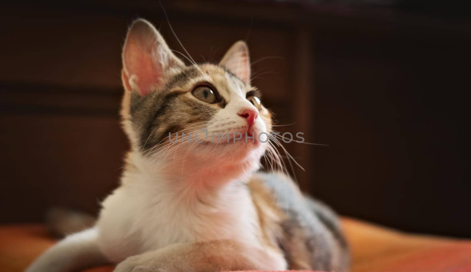 Gorgeous kitten looking up with curiosity. Studio shot, close up.