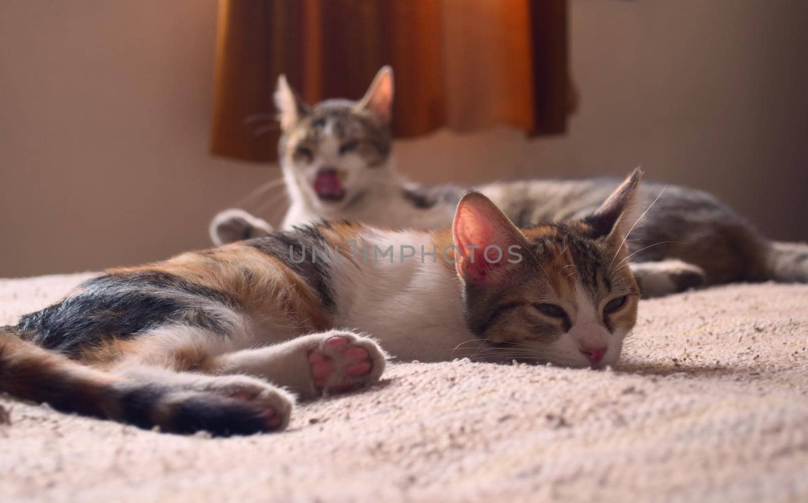 Two tabby, mixed breed cats relaxing on a bed. by hernan_hyper