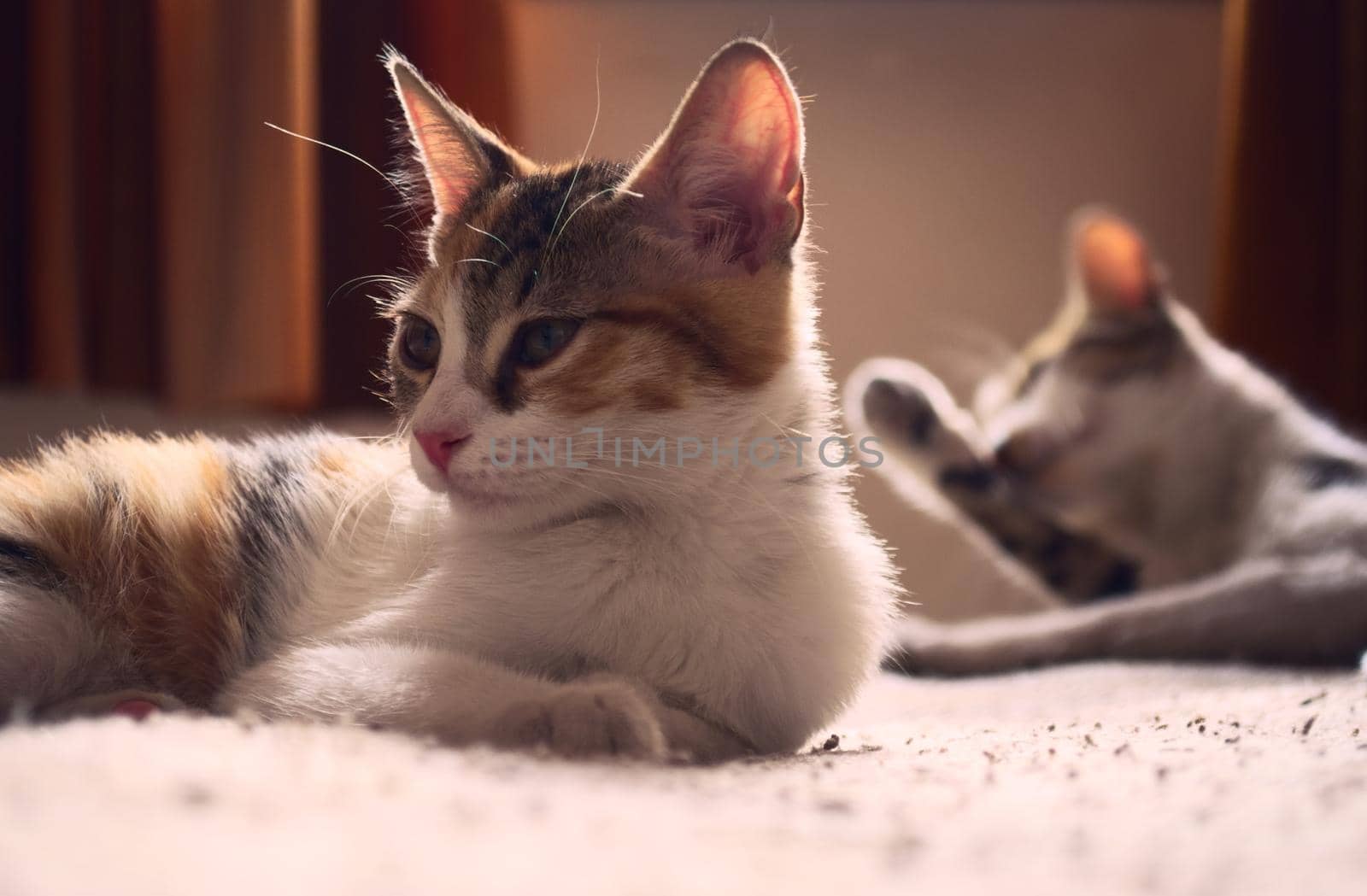 Two tabby, mixed breed cats relaxing on a bed.