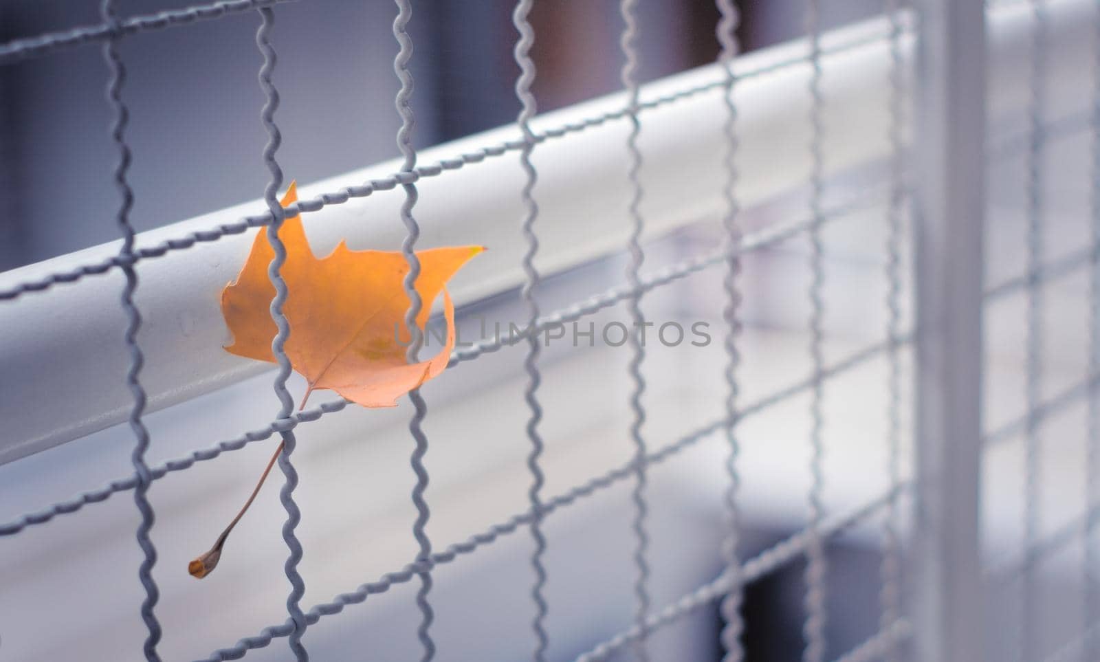 Yellow dead sycamore leaf trapped in a wire fence on a cold autumn day.